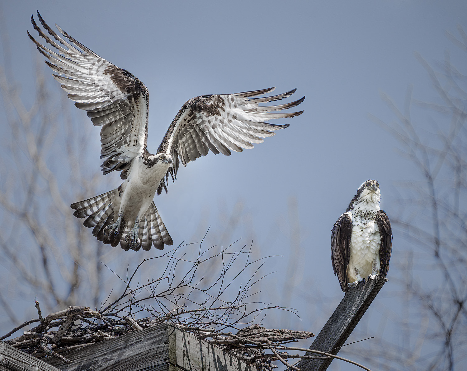 Osprey Mates