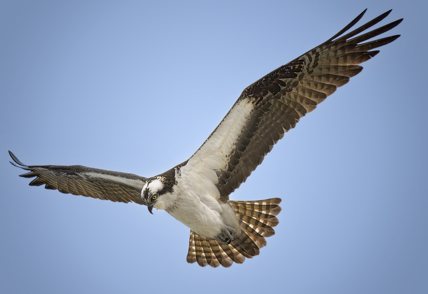 Osprey