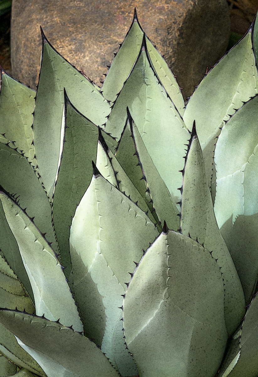 King Ferdinand Agave Cactus