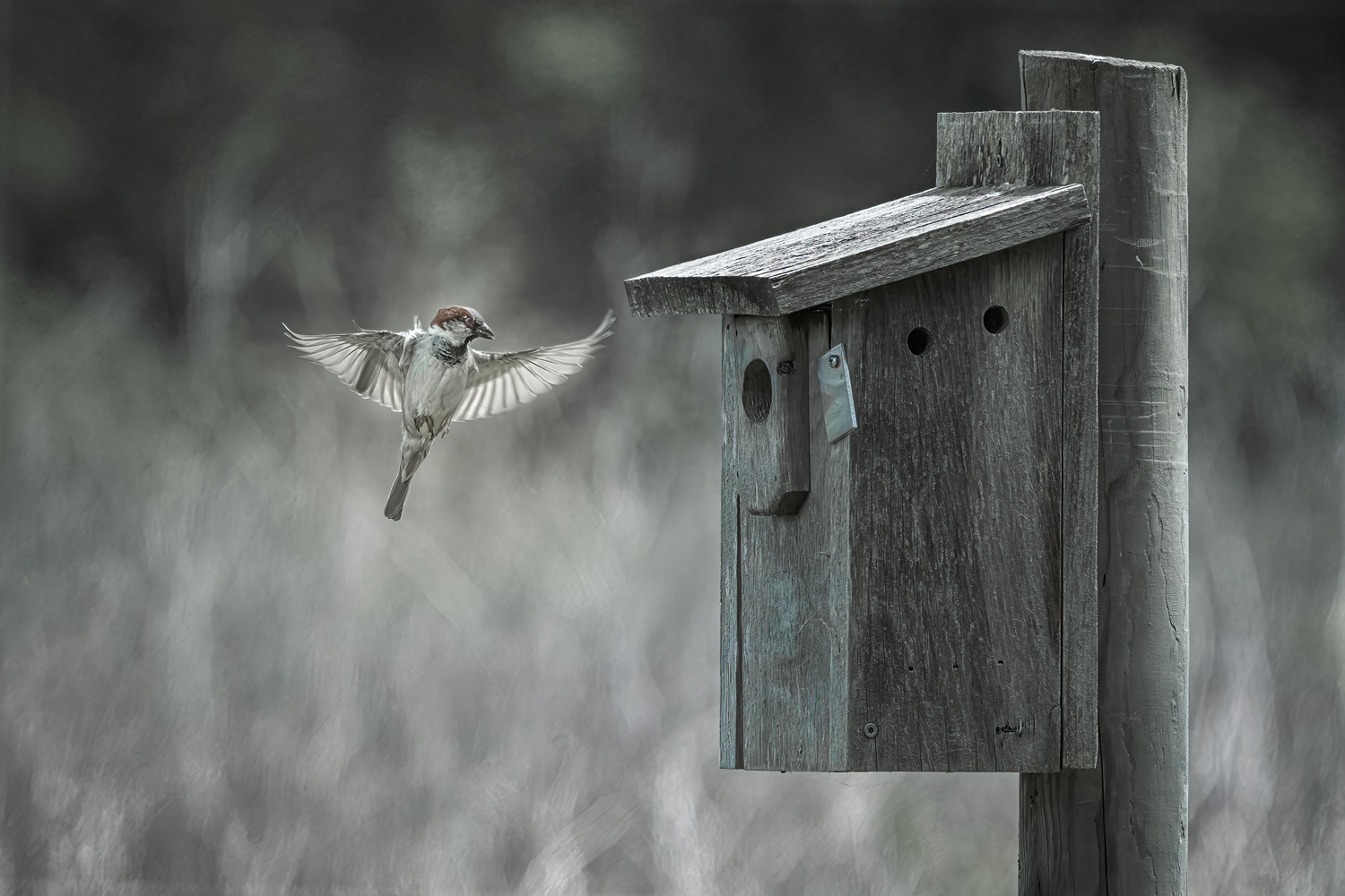 House Sparrow