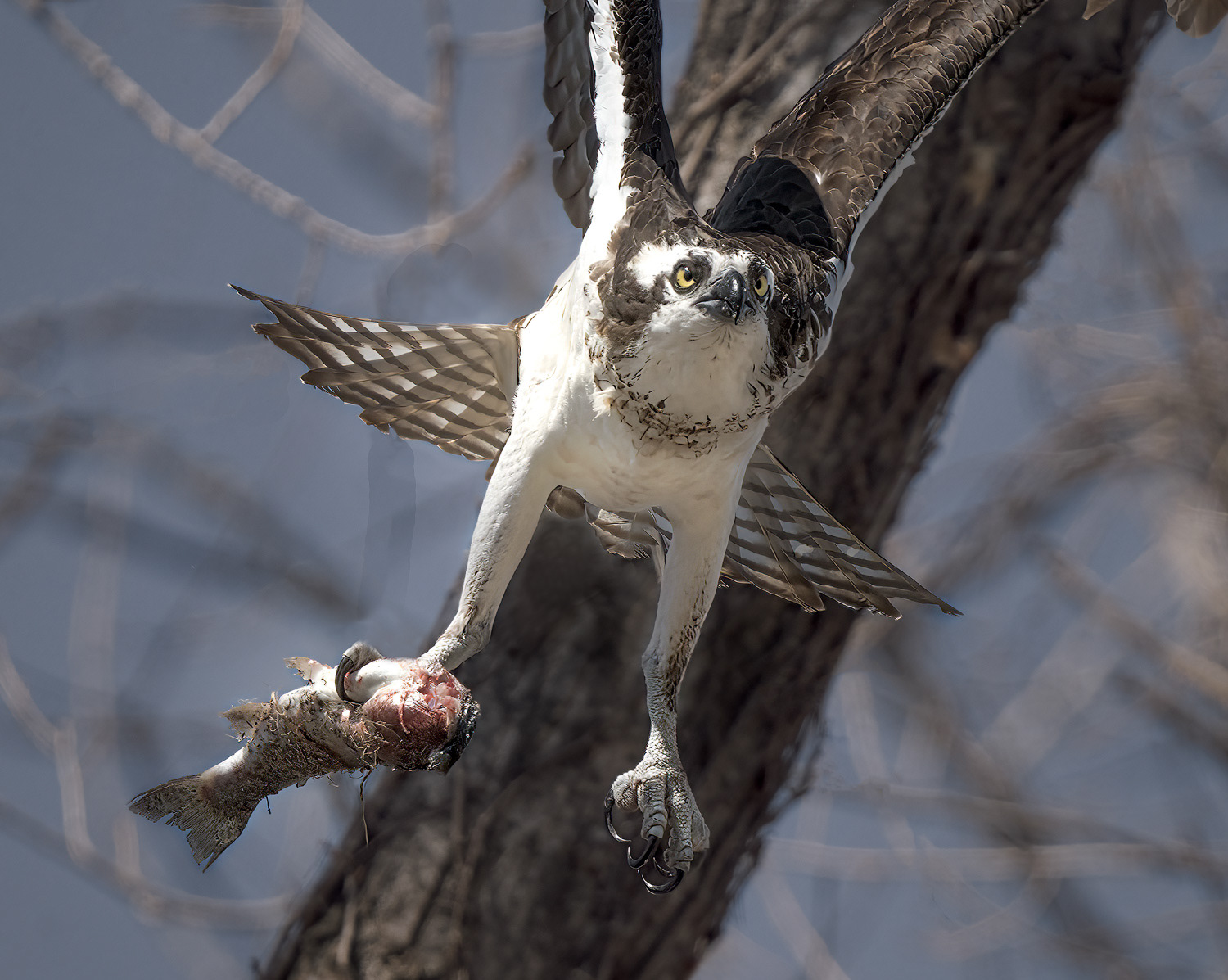 Osprey with Catch