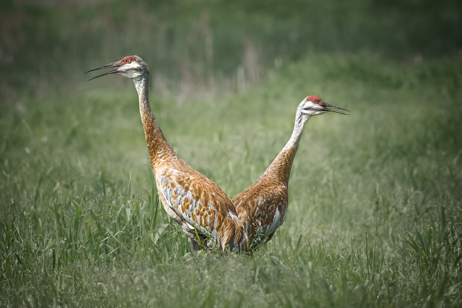 Sandhill Cranes