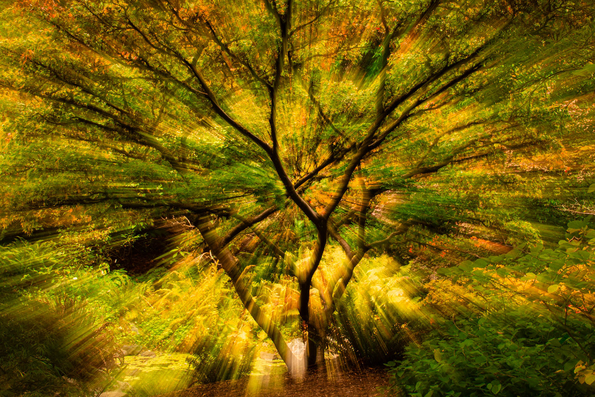 Washington Park Arboretum, Seattle, WA