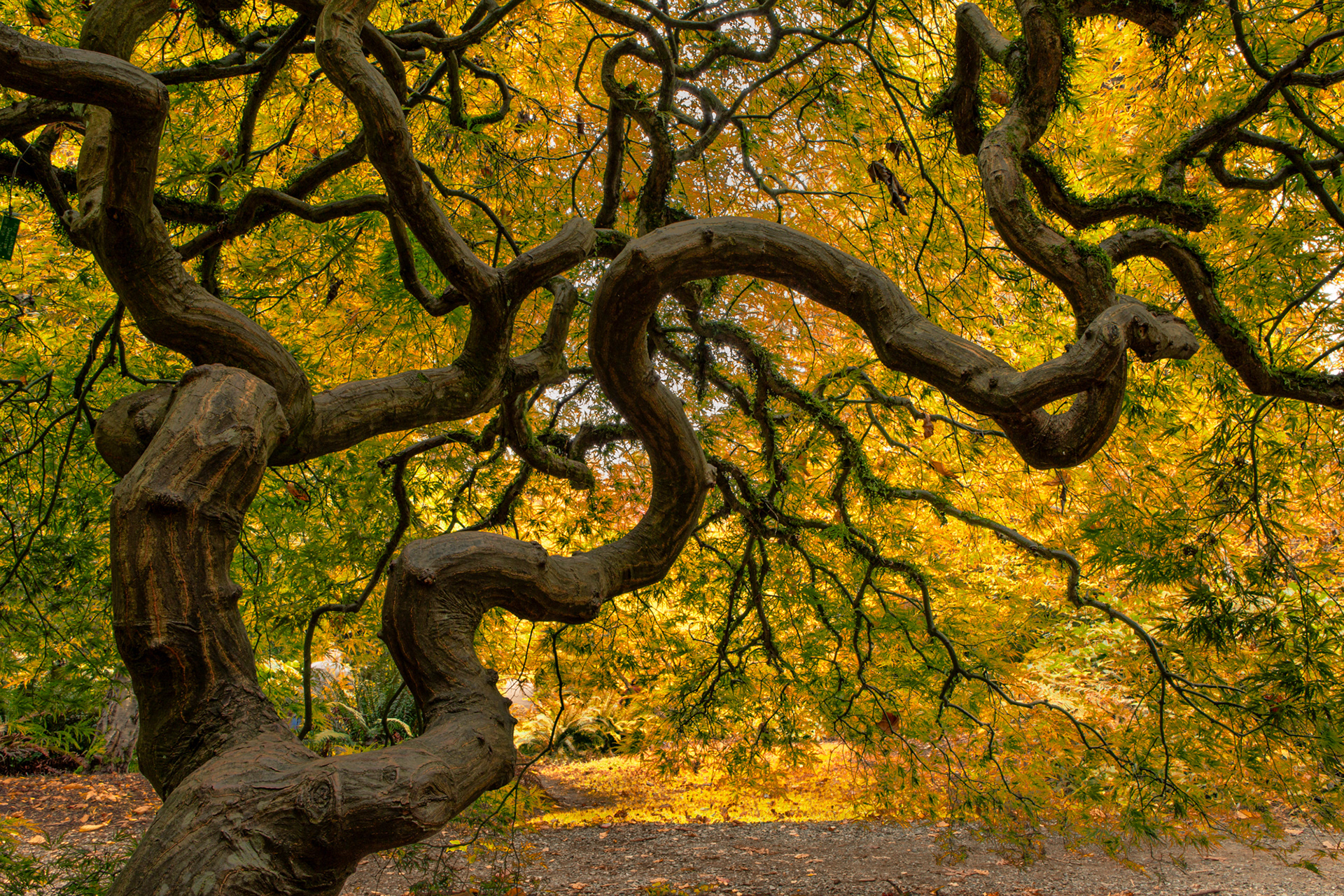 Washington Park Arboretum, Seattle, WA