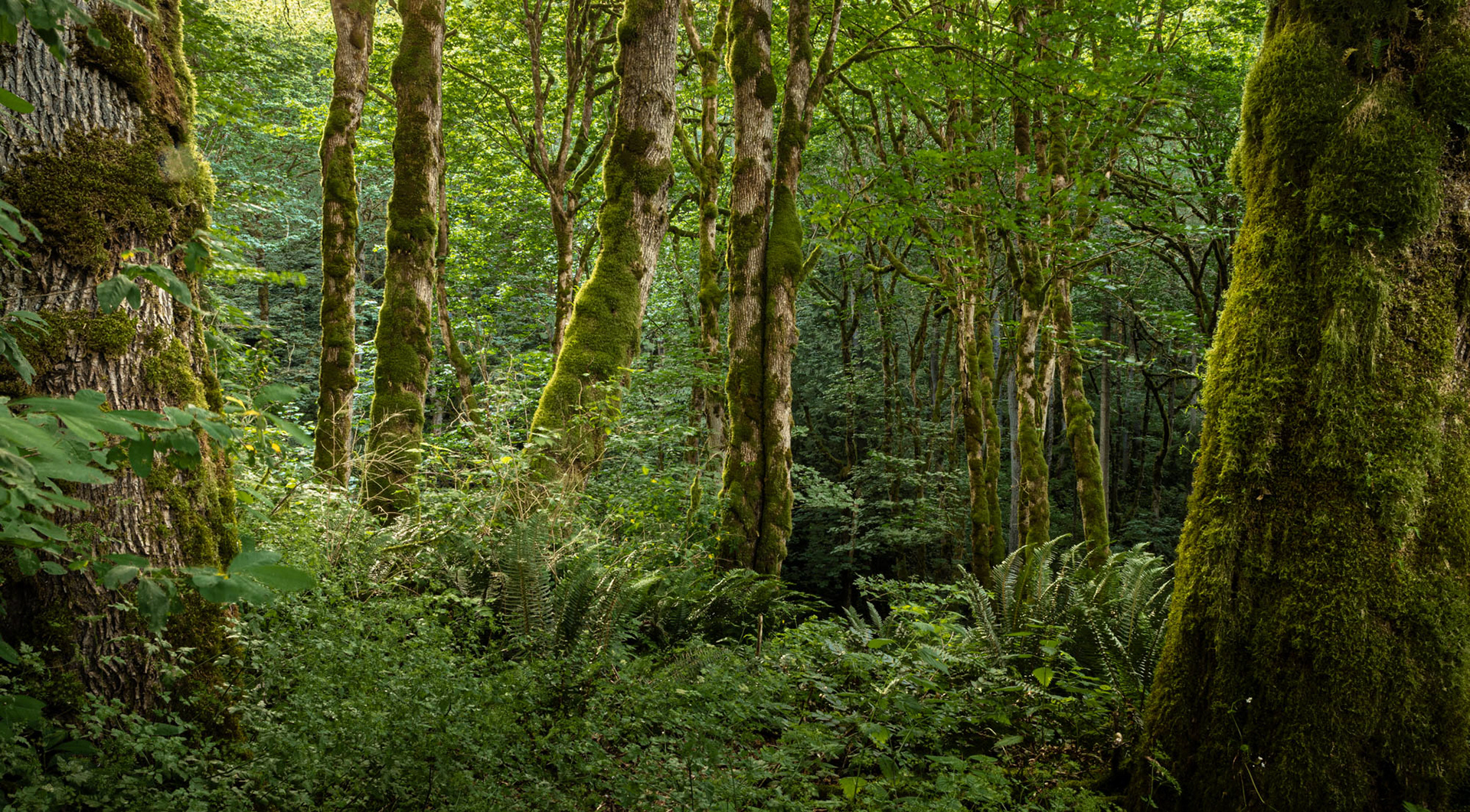 Evans Creek Preserve, WA