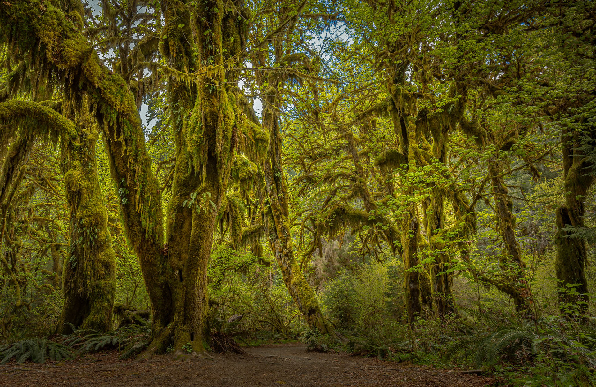 Hall of Mosses, Olympic National Park, WA