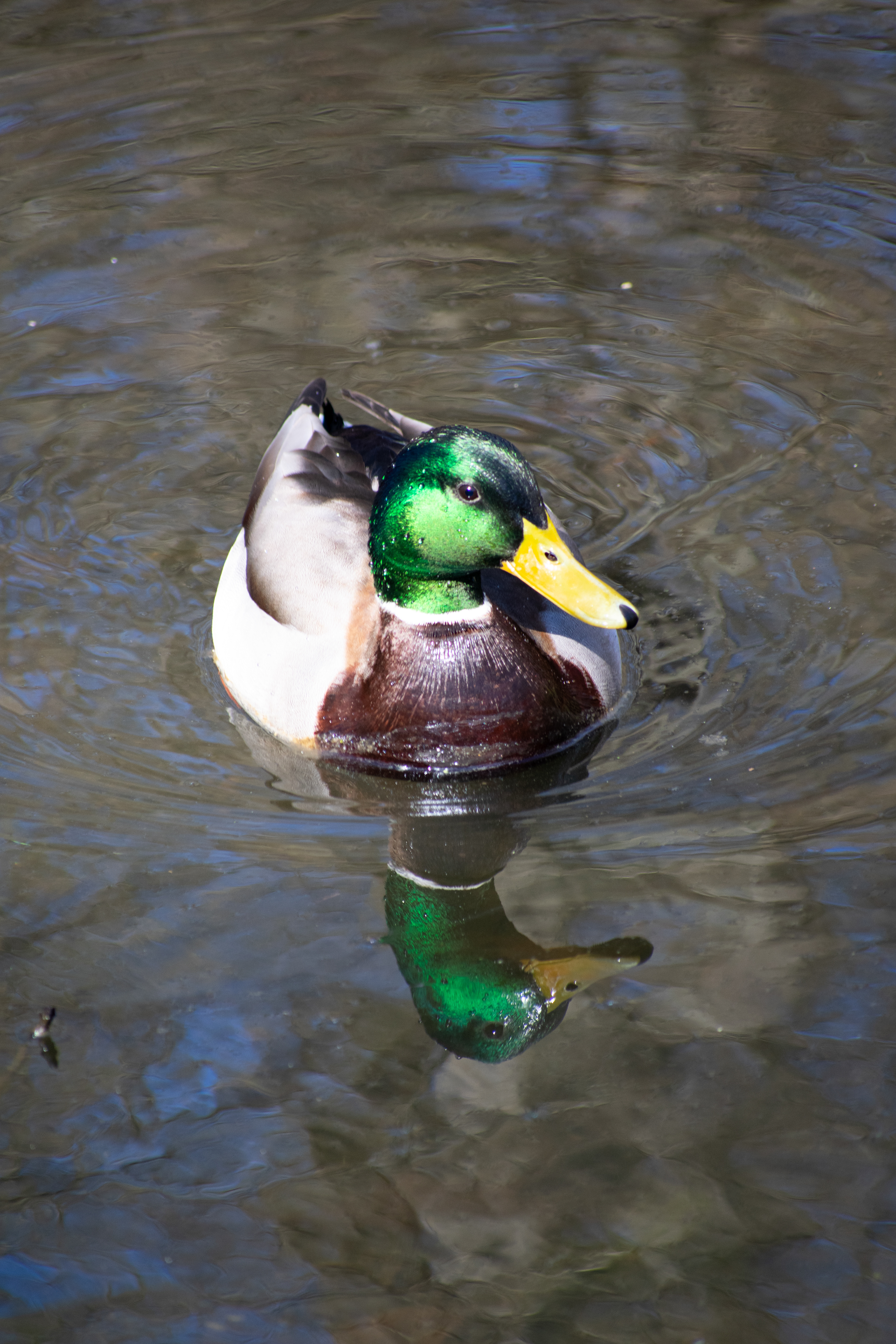 A beautifully colored Mallard casting a beautiful reflection on the water - Avalon Nature Preserve, L.I 3/22/2024