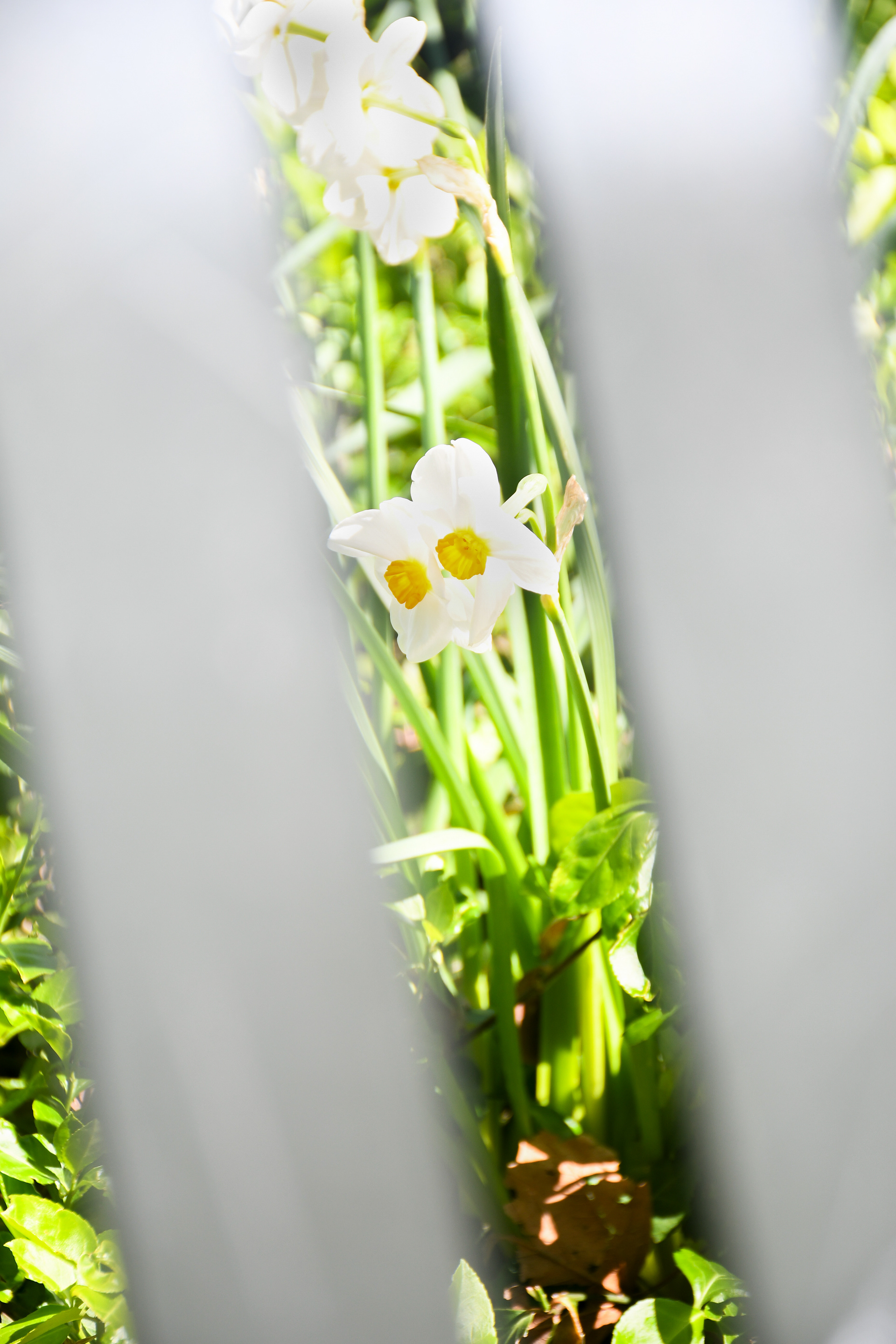 Pretty Daffodils framed within the slots of a bench in the foreground - Stony Brook, NY 4/16/2024