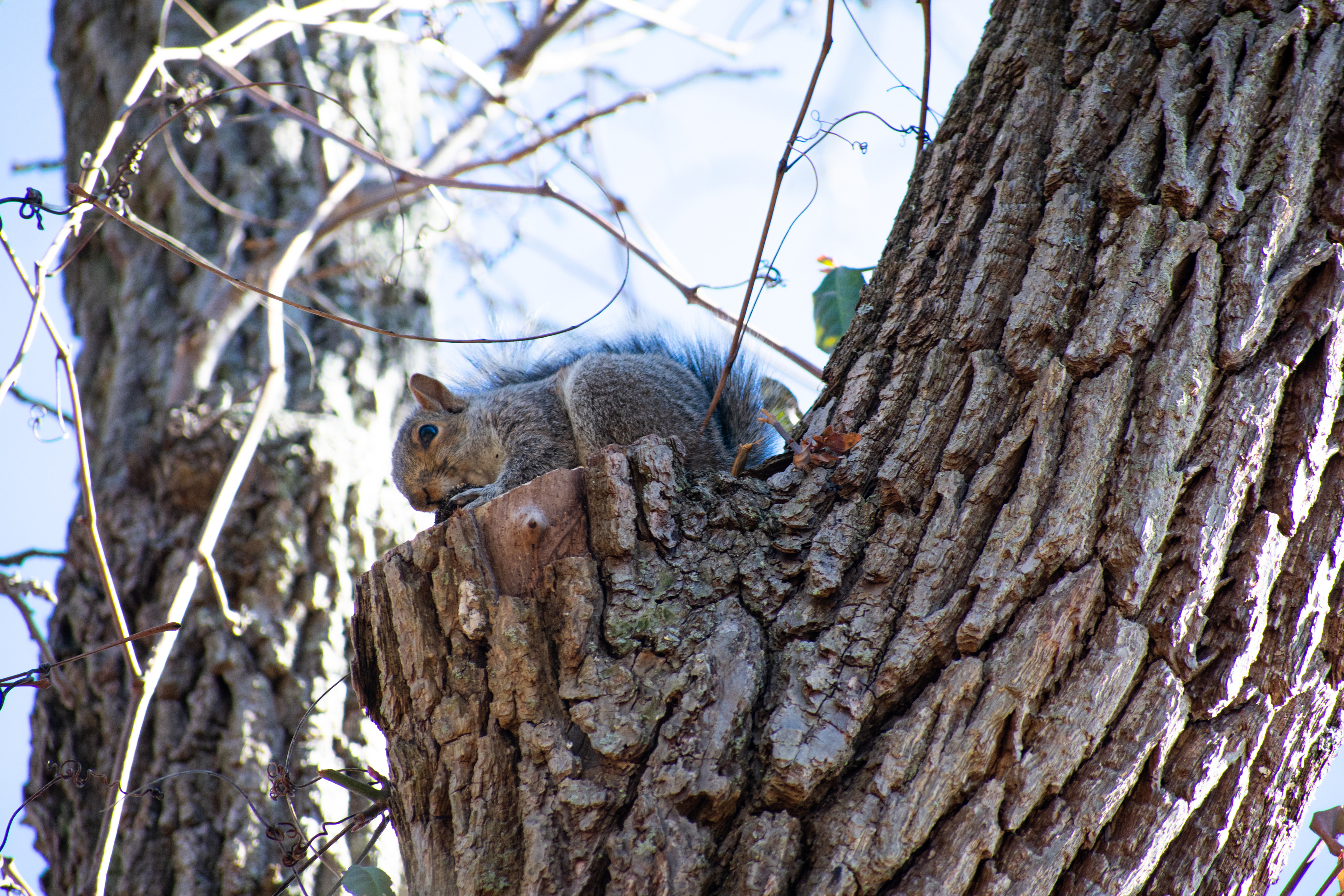 This Squirrel was taking in the unusual nice weather of March while chowing down on it's acorn - Avalon Nature Preserve, L.I 3/22/2024