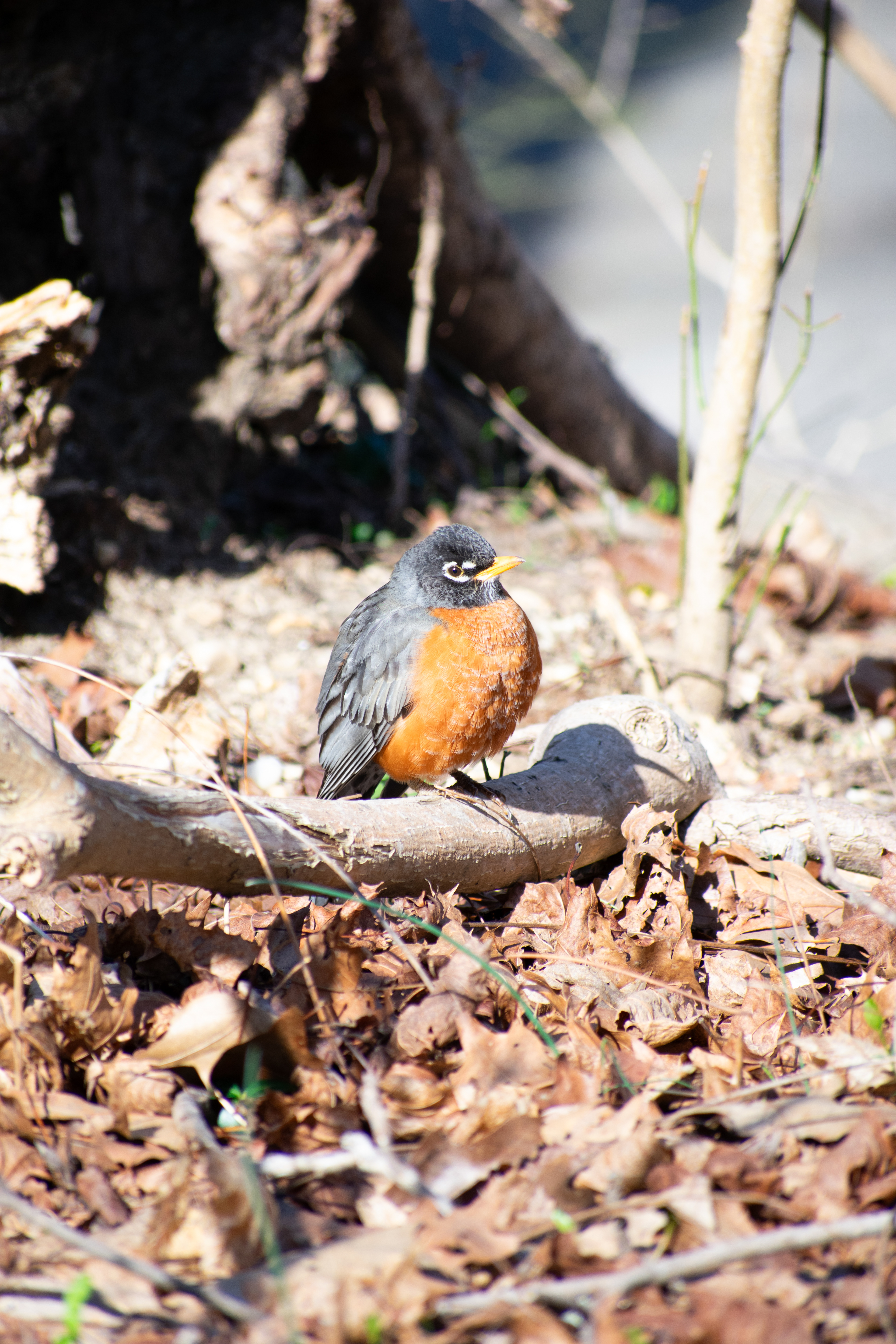 A fat American Robin sat on a branch on a sunny day - Avalon Nature Preserve, L.I 3/22/2024