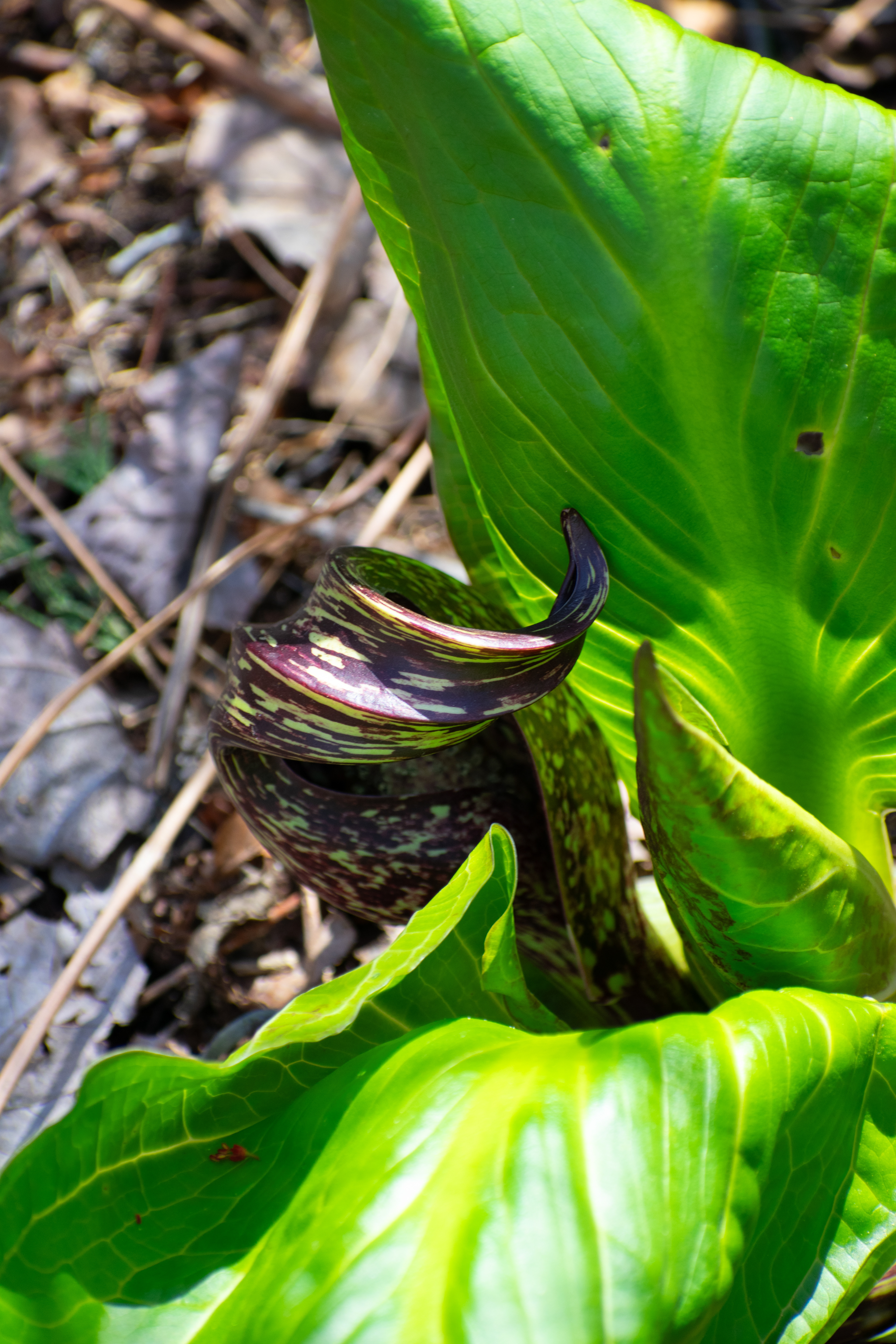 This very interestingly curved purple plant which turns out to be Eastern Skunk Cabbage - Avalon Nature Preserve, L.I 3/22/2024