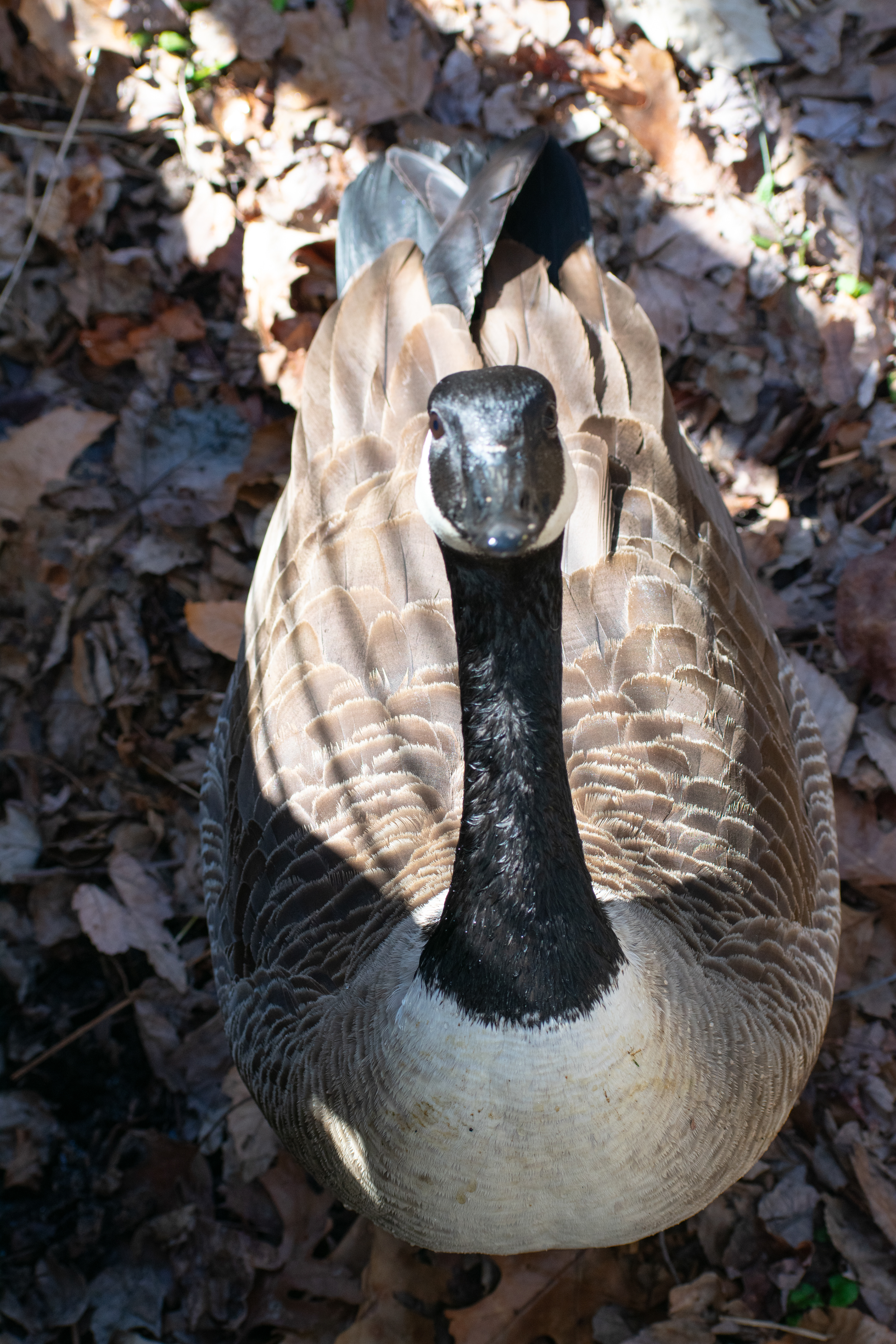 A Goose giving me a death stare after biting my shoe - Avalon Nature Preserve, L.I 3/22/2024