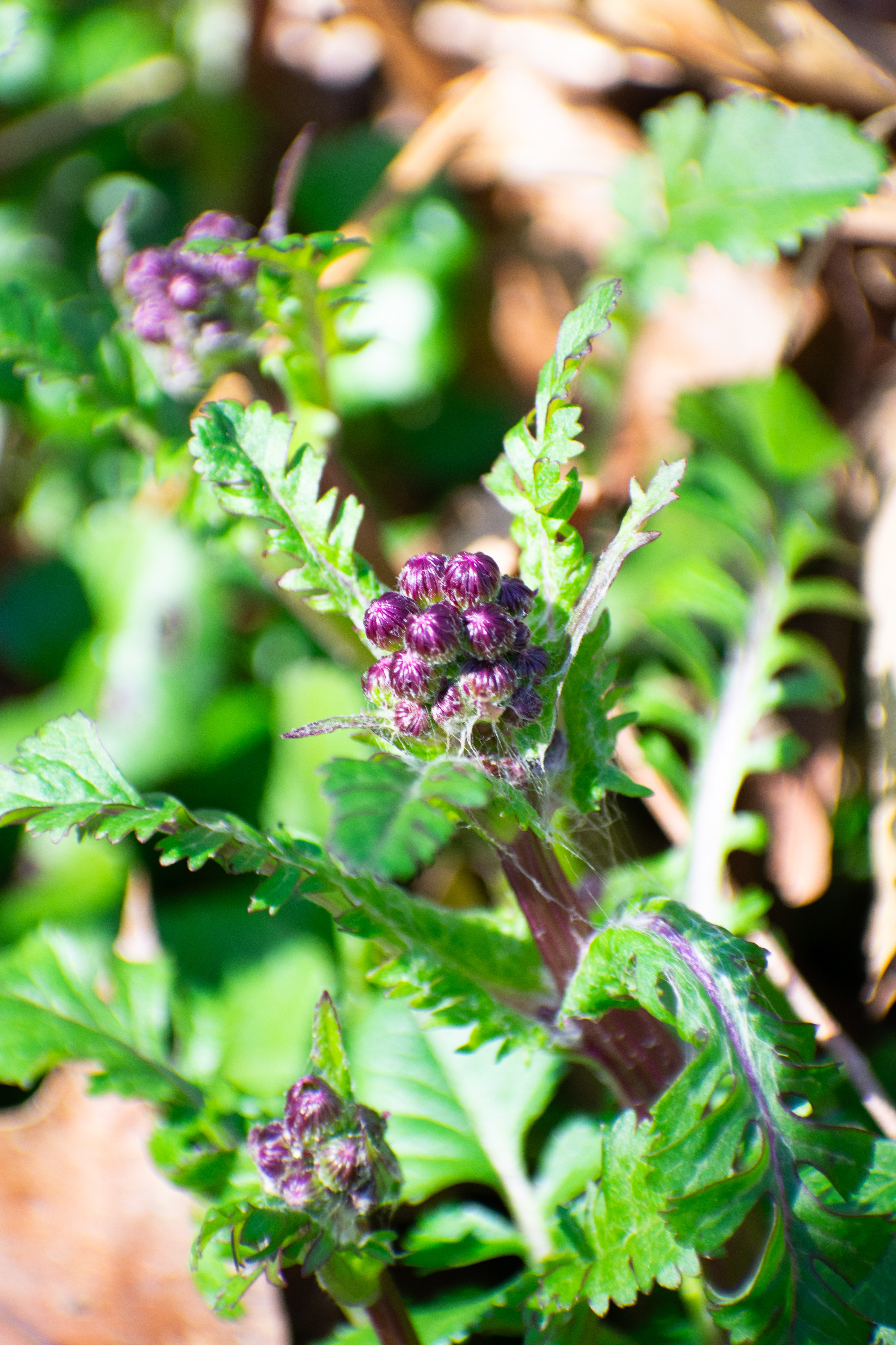 Vibrant purple flowers getting ready to bloom as the weather gets warmer - Avalon Nature Preserve, L.I 3/22/2024