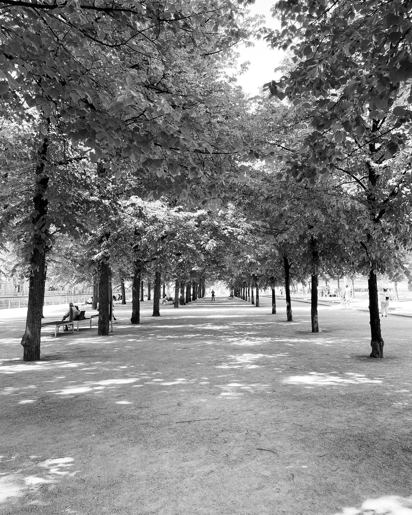 Trees in Berlin . . . (Inkwell filter on Instagram)