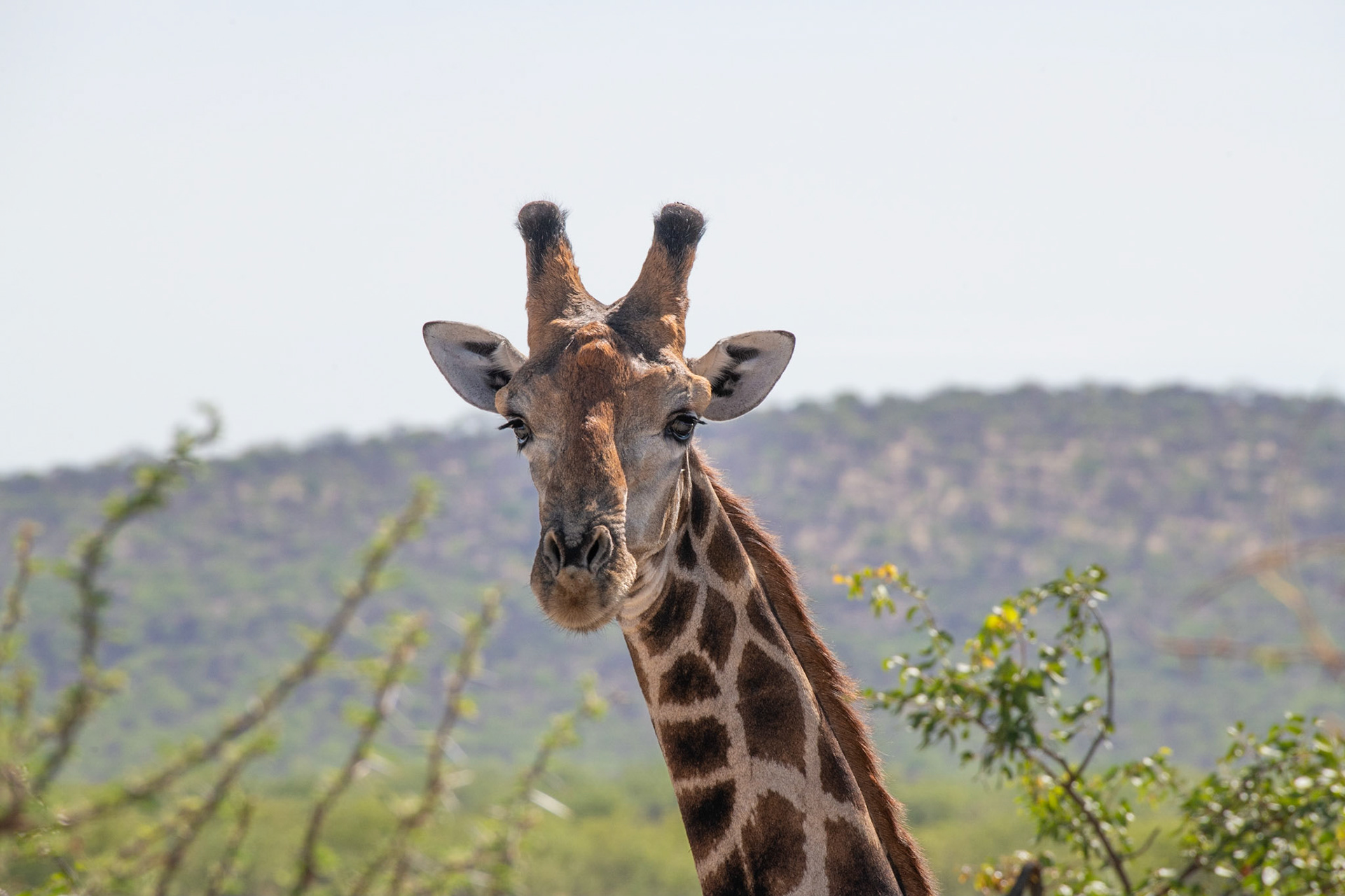 Angola-Giraffe
