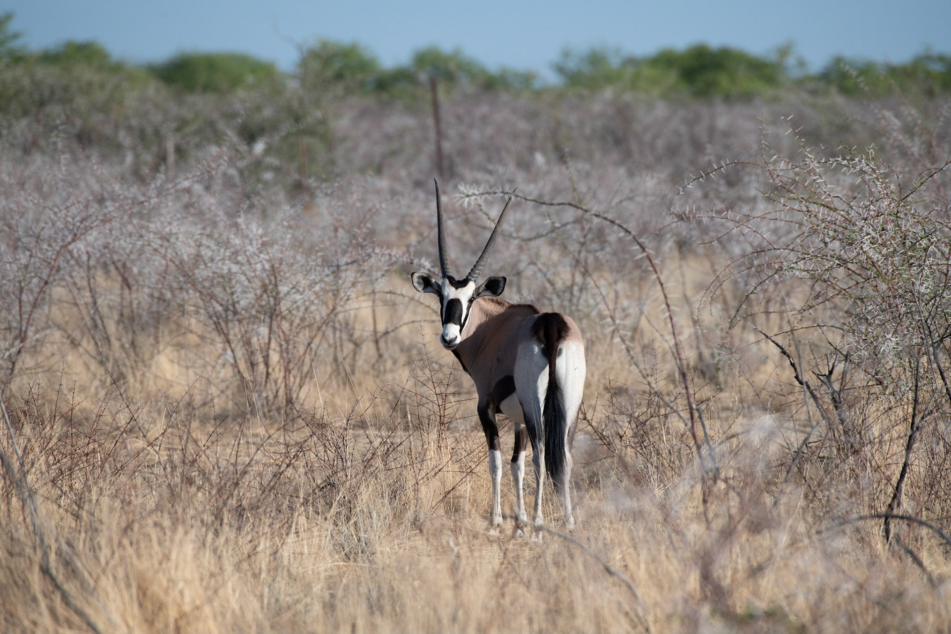 Oryx, Gemsbock, Spießbock