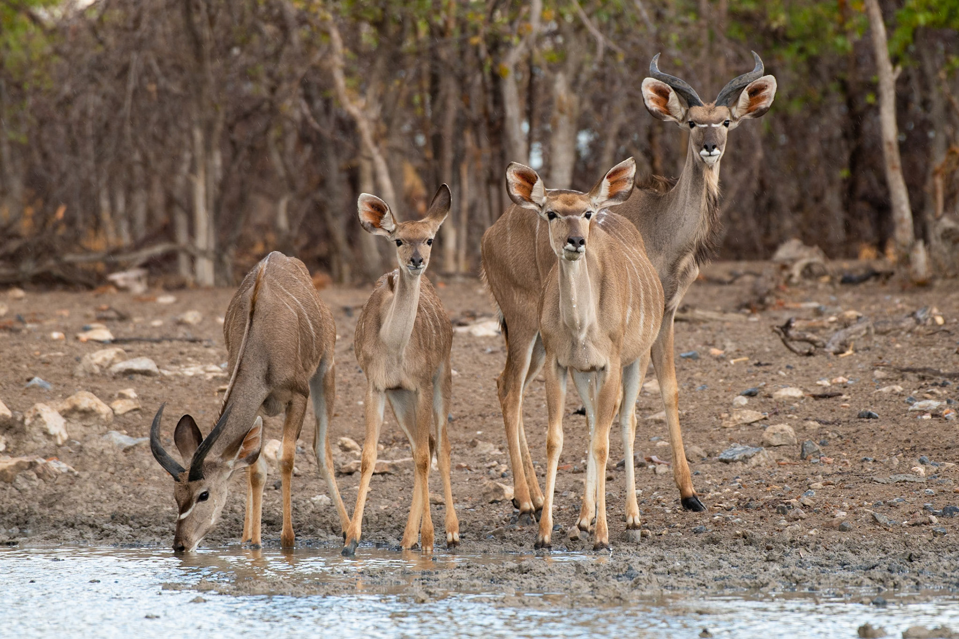 Kudu