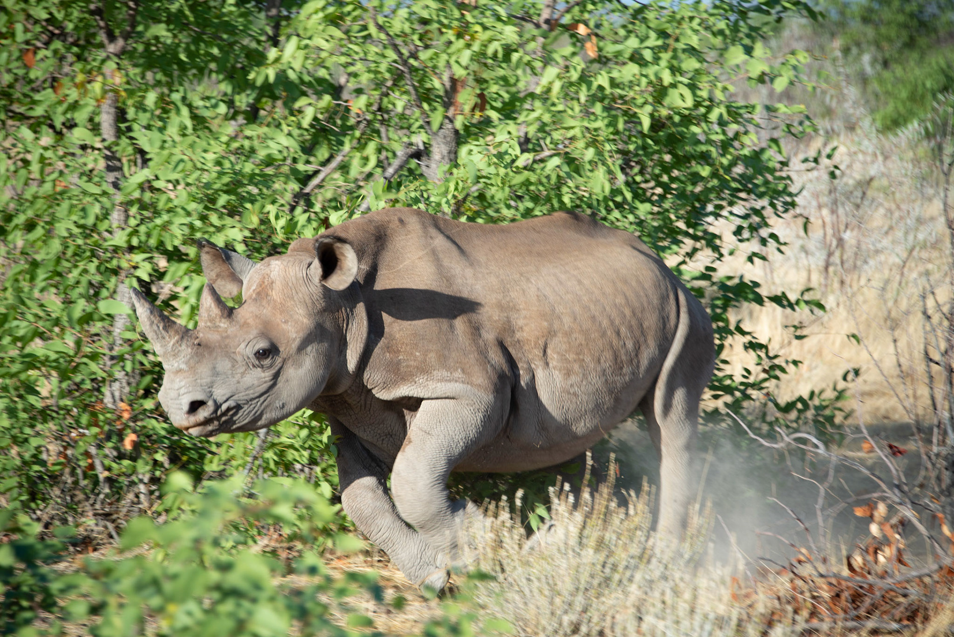 Schwares Nashorn, Black Rhino