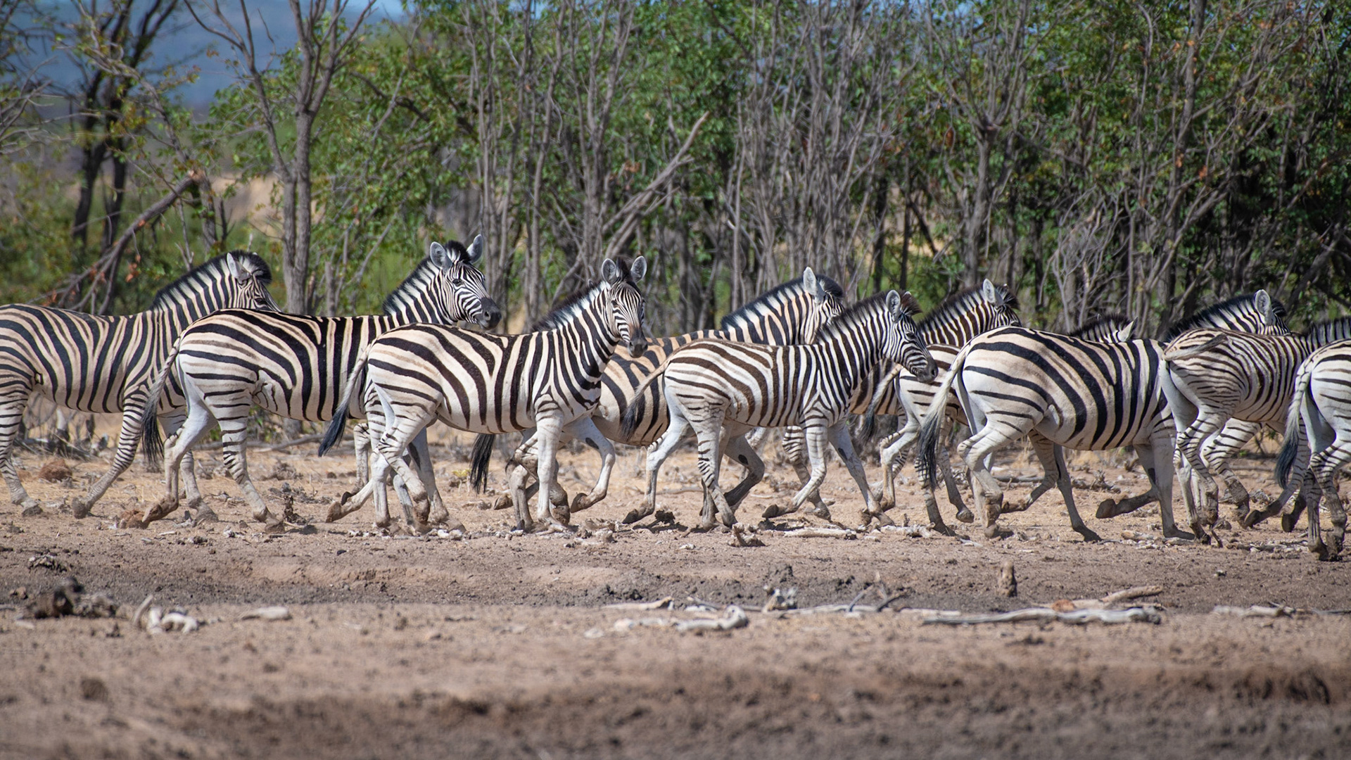 Steppenzebra