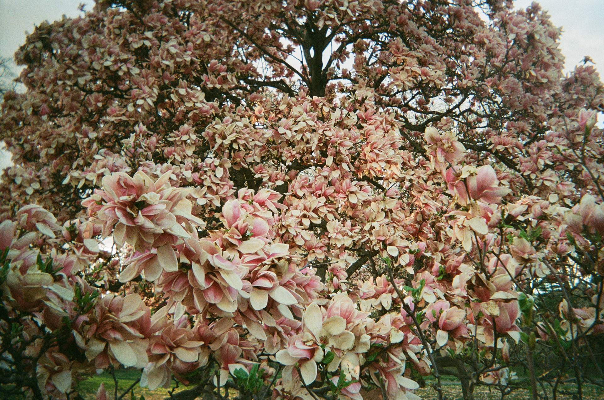 Magnolia trees in bloom in Central Park near 86th and 5th