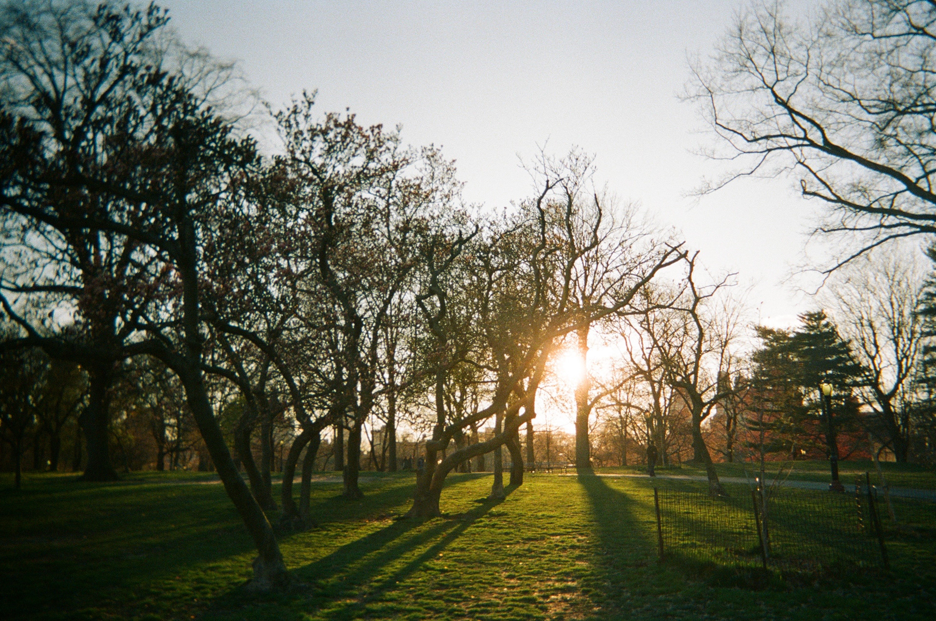 Central Park at sunset
