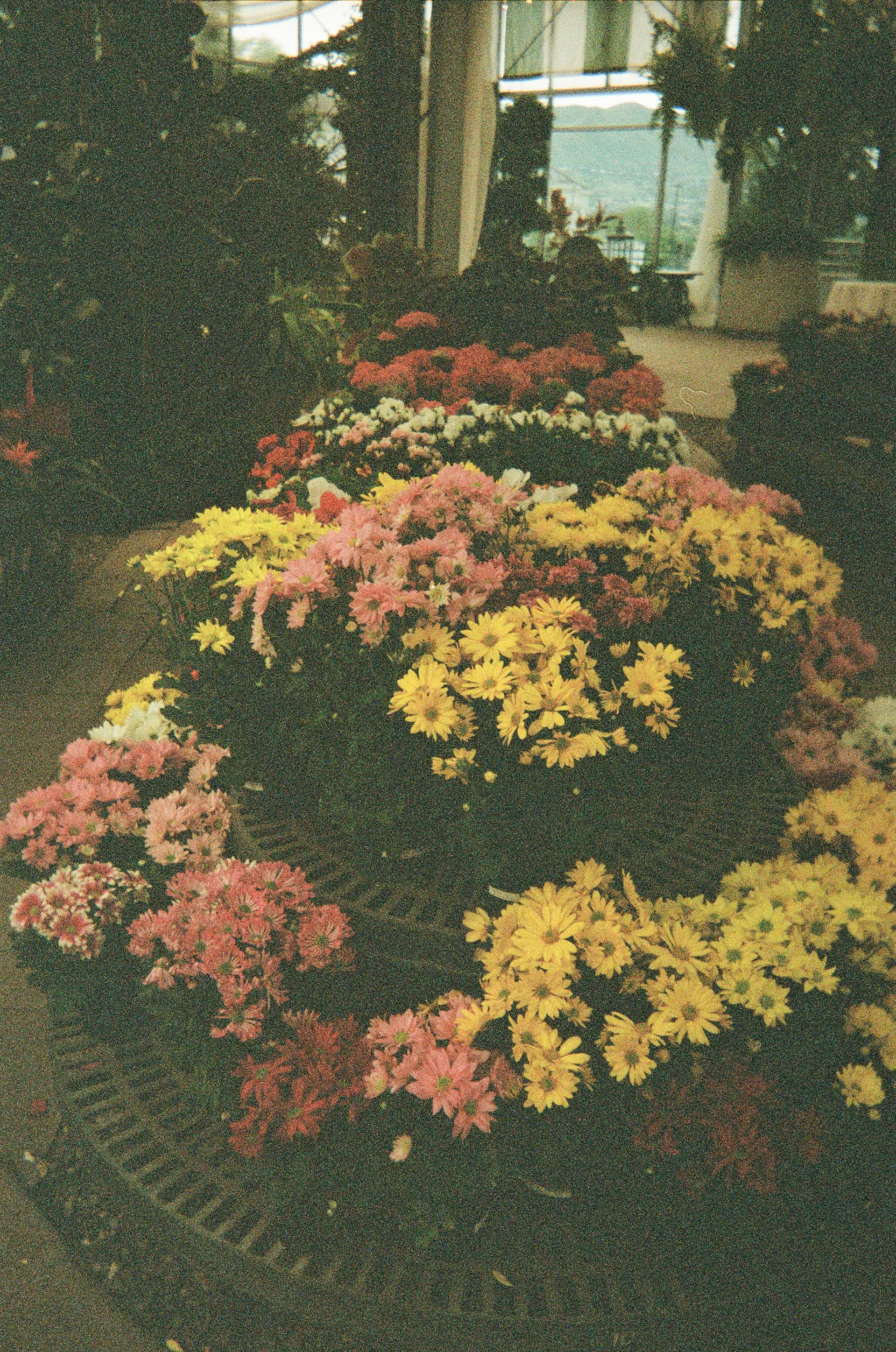 Cactus and Tropicals in Draper