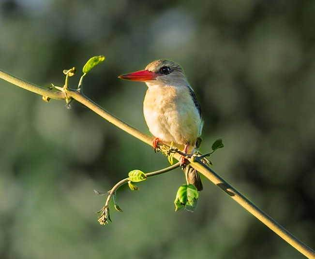 Kingfisher