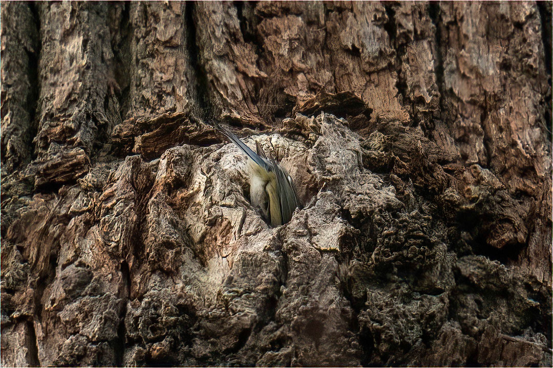 Looking for a nest