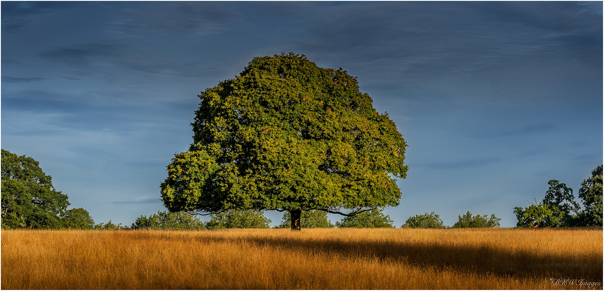 Ancient Oak Tree