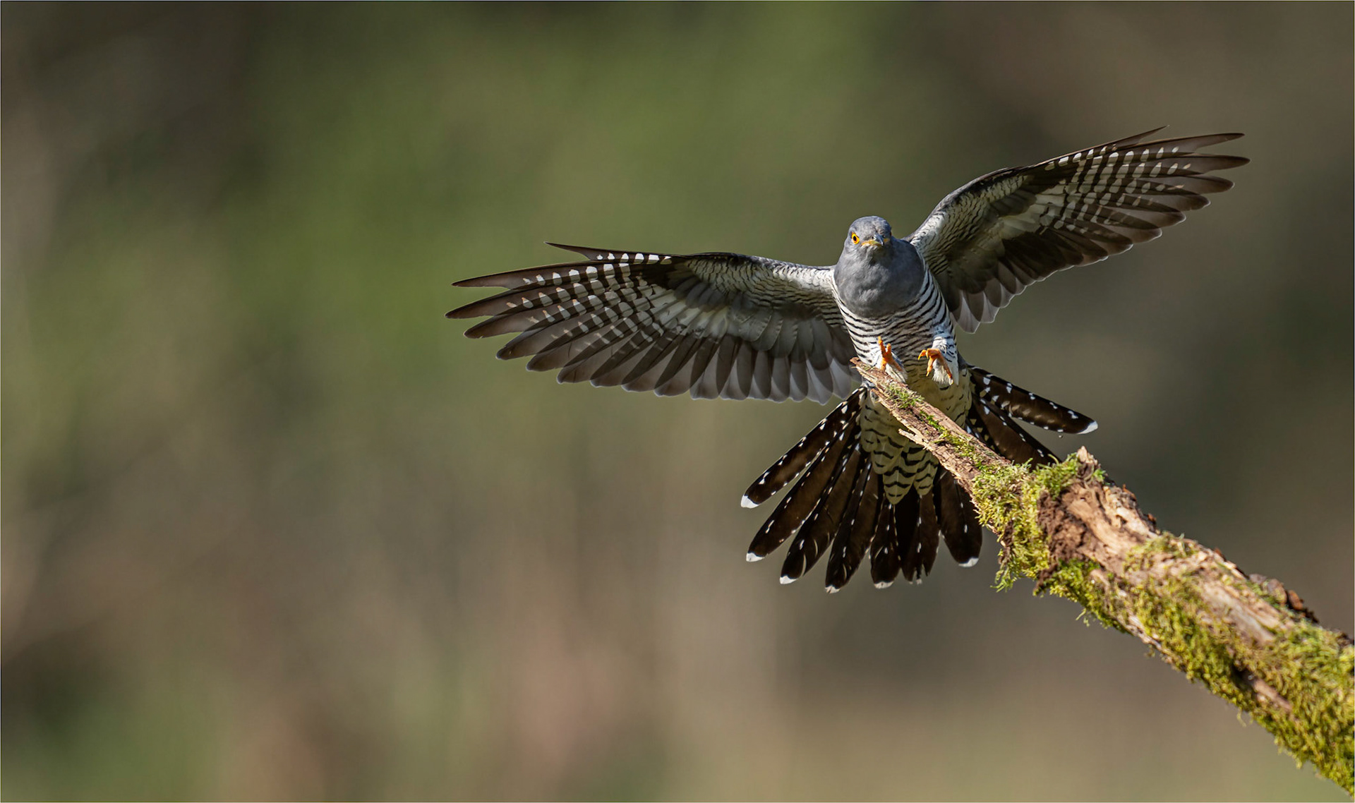 Cuckoo landing