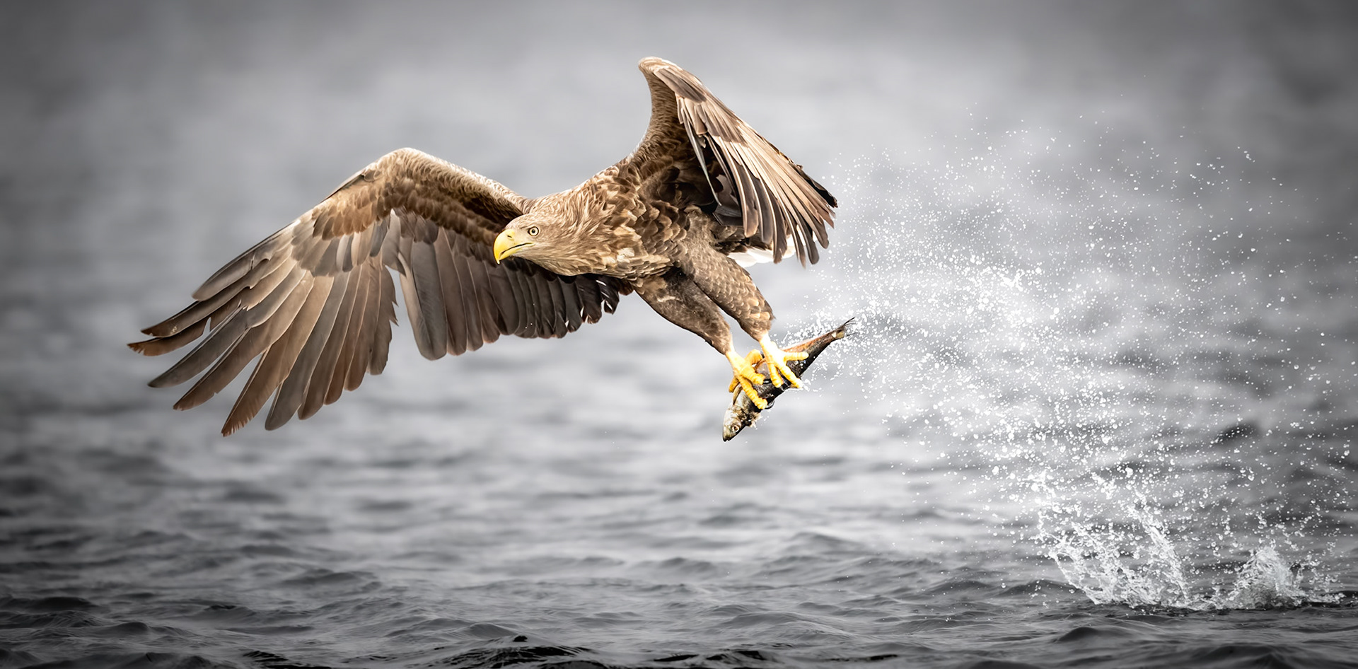 Good Catch