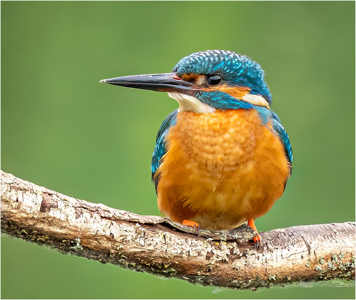 Majestic Kingfisher