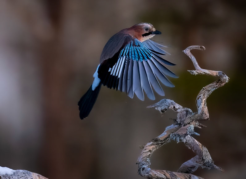 Eurasean Jay 5
