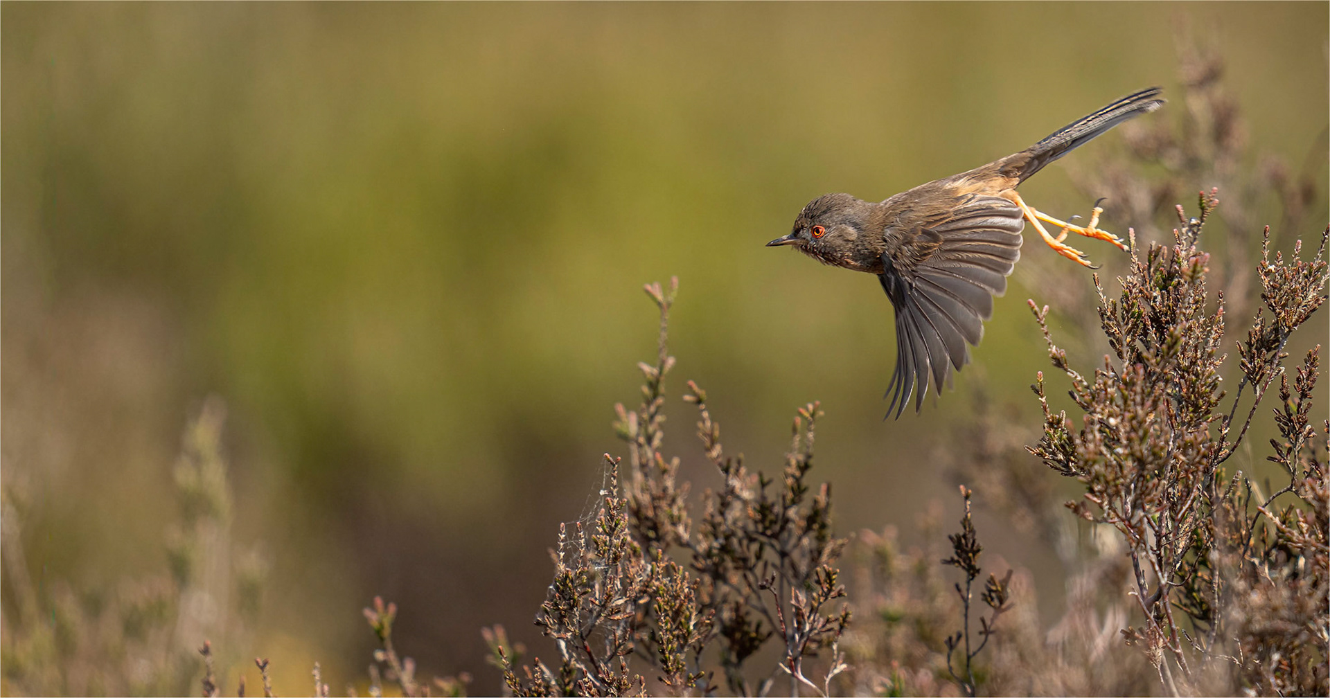Dartford Warbler in flight