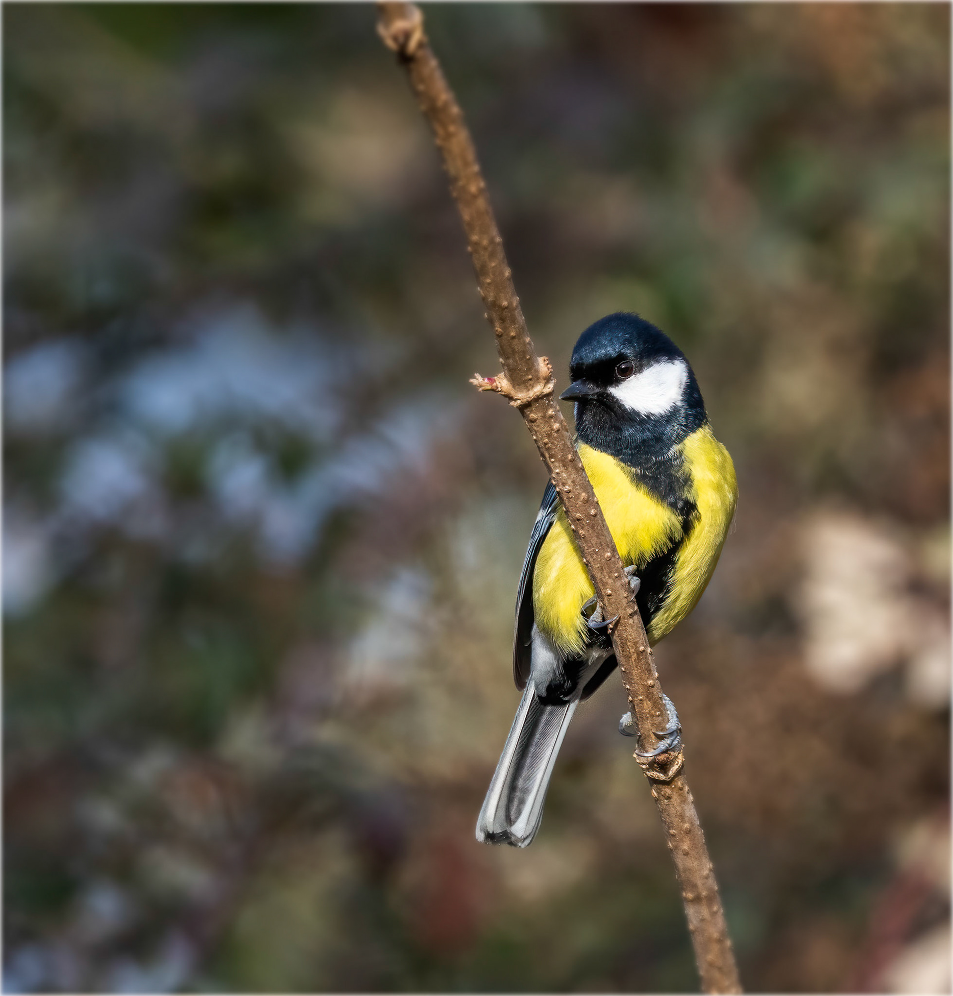 Coal tit