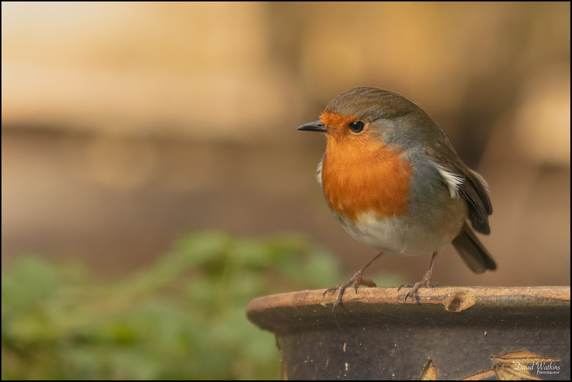 Robin red breast