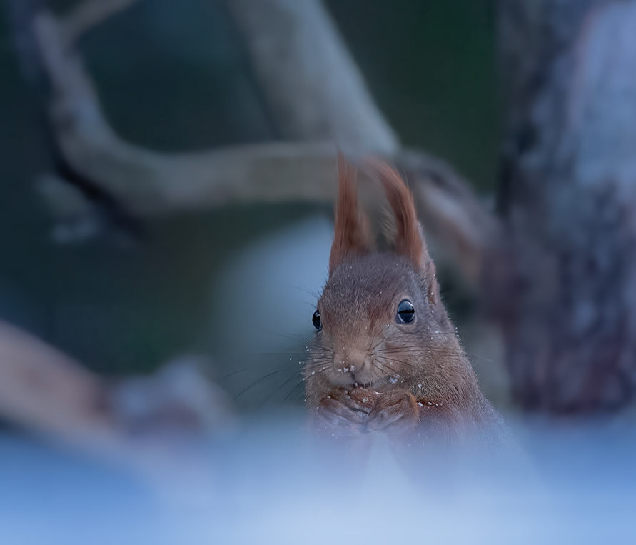 On the forest floor in the snow