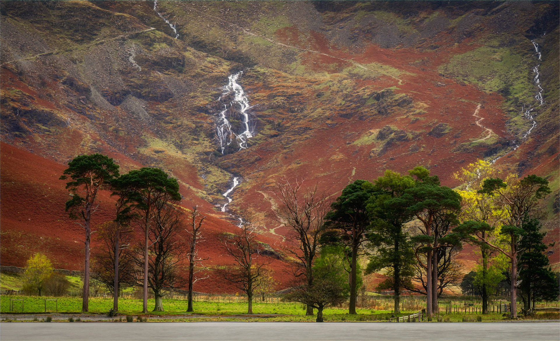Buttermere Pines