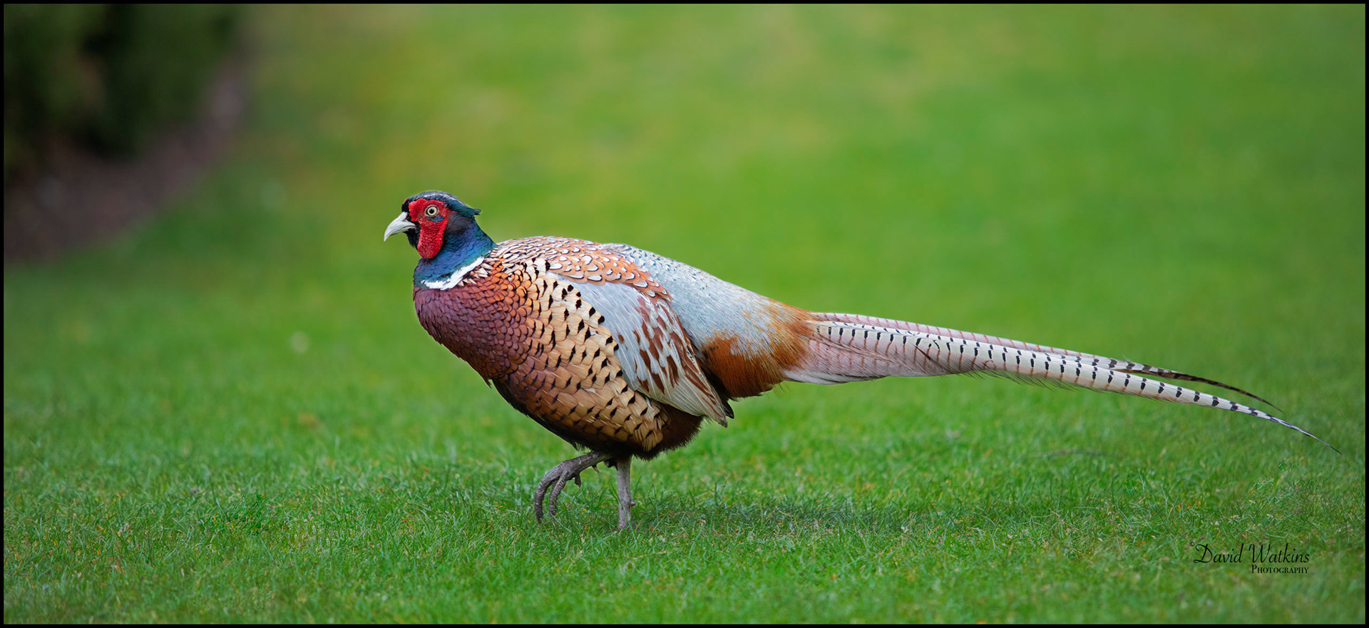 Colourful Pheasant
