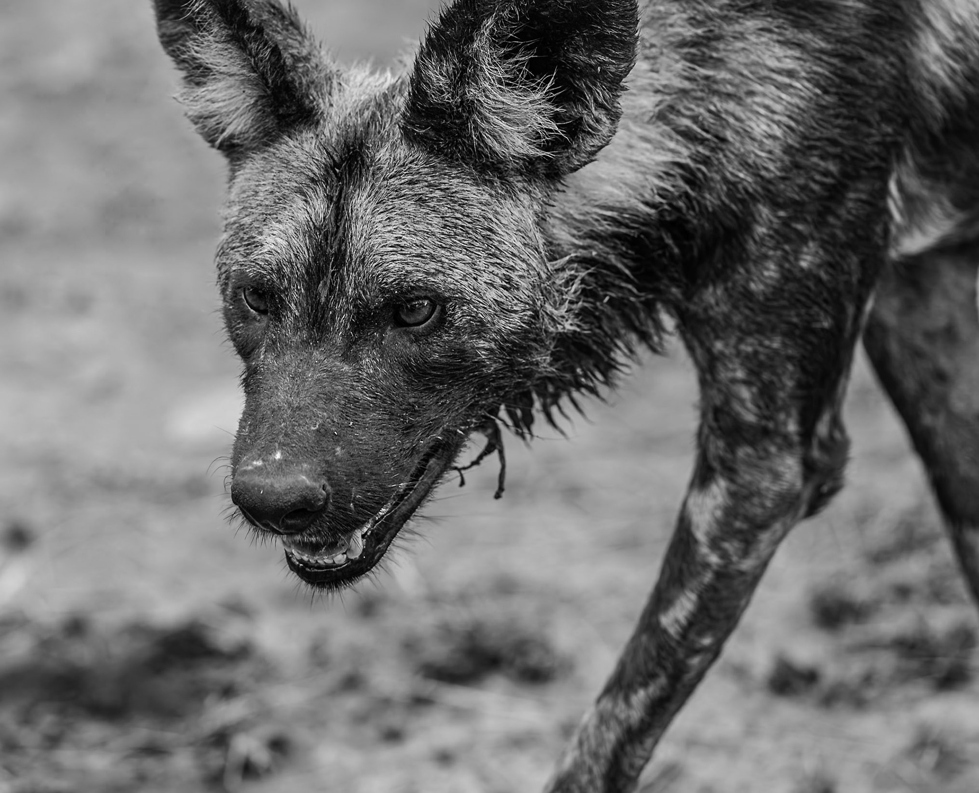 African Wild Dog