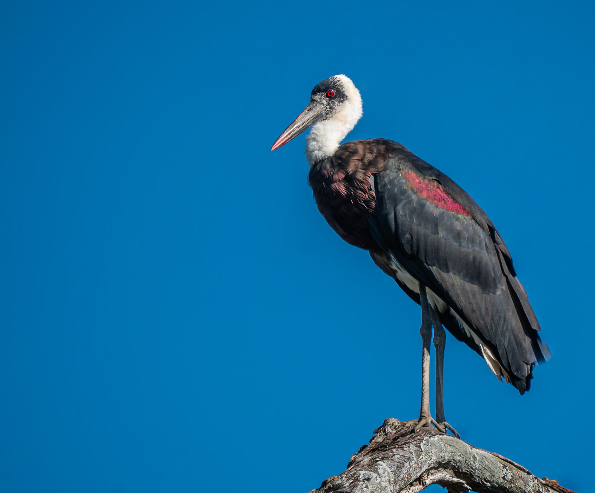 Saddle billed stork