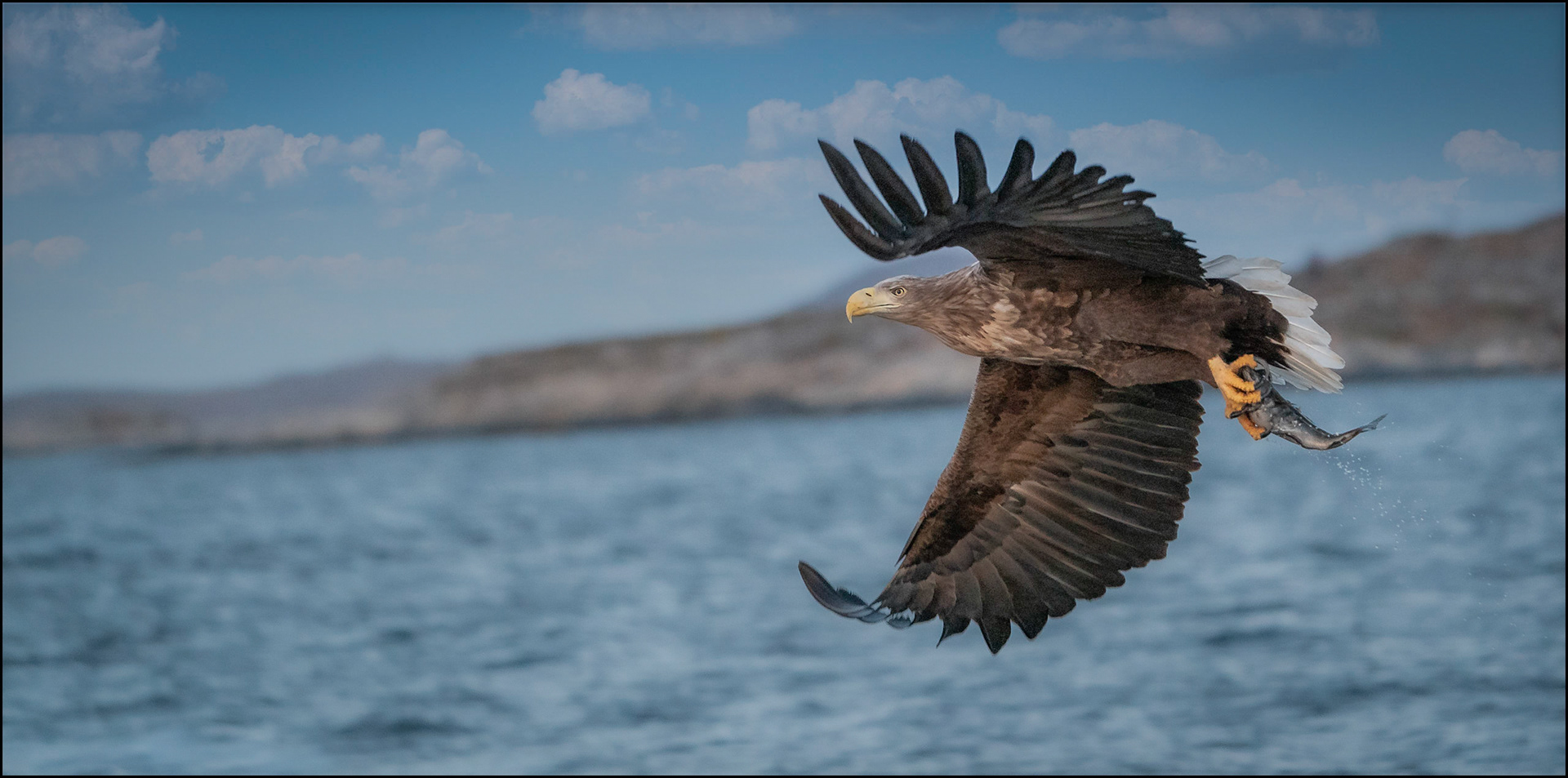 Sea Eagle