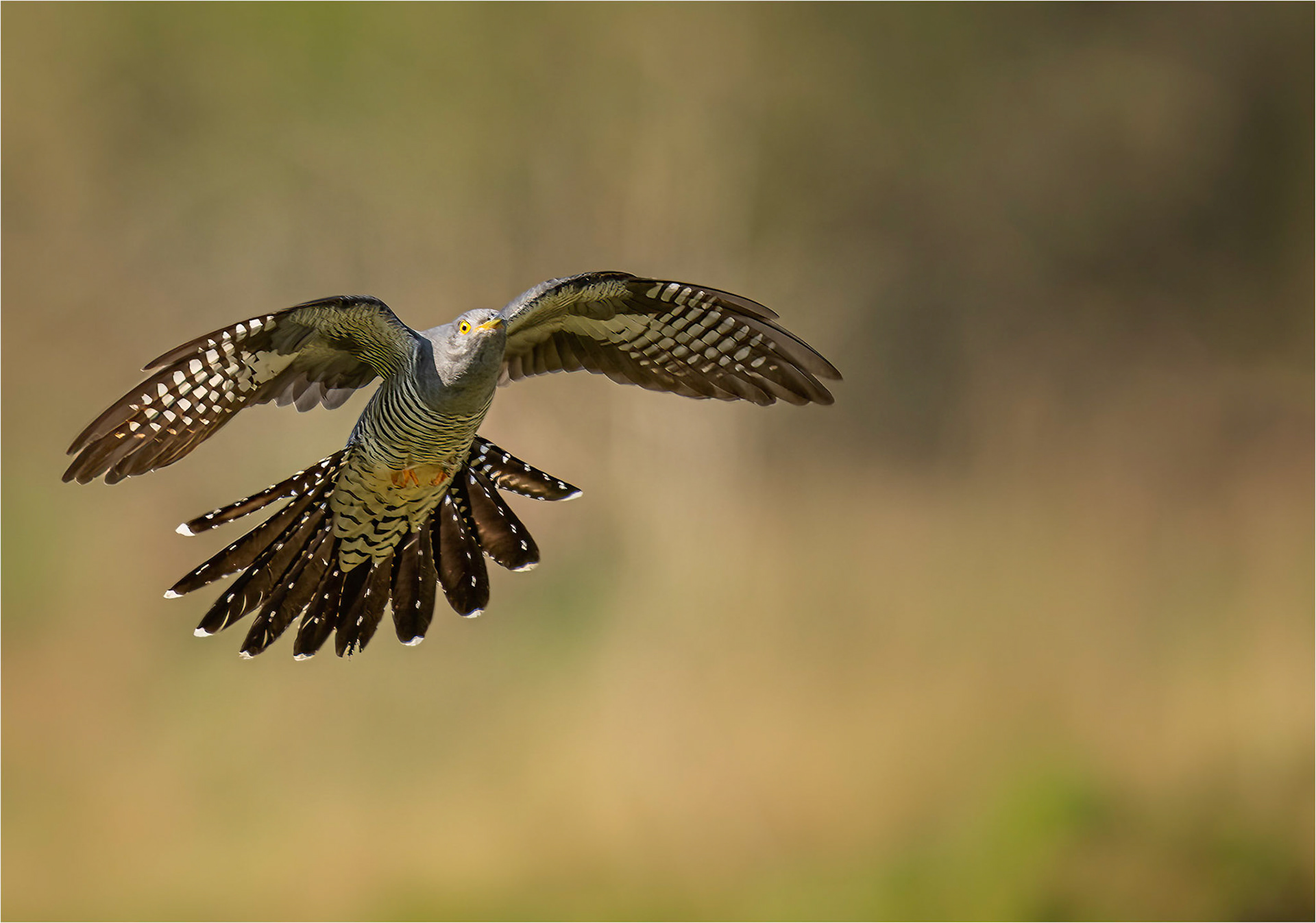 Caught in flight