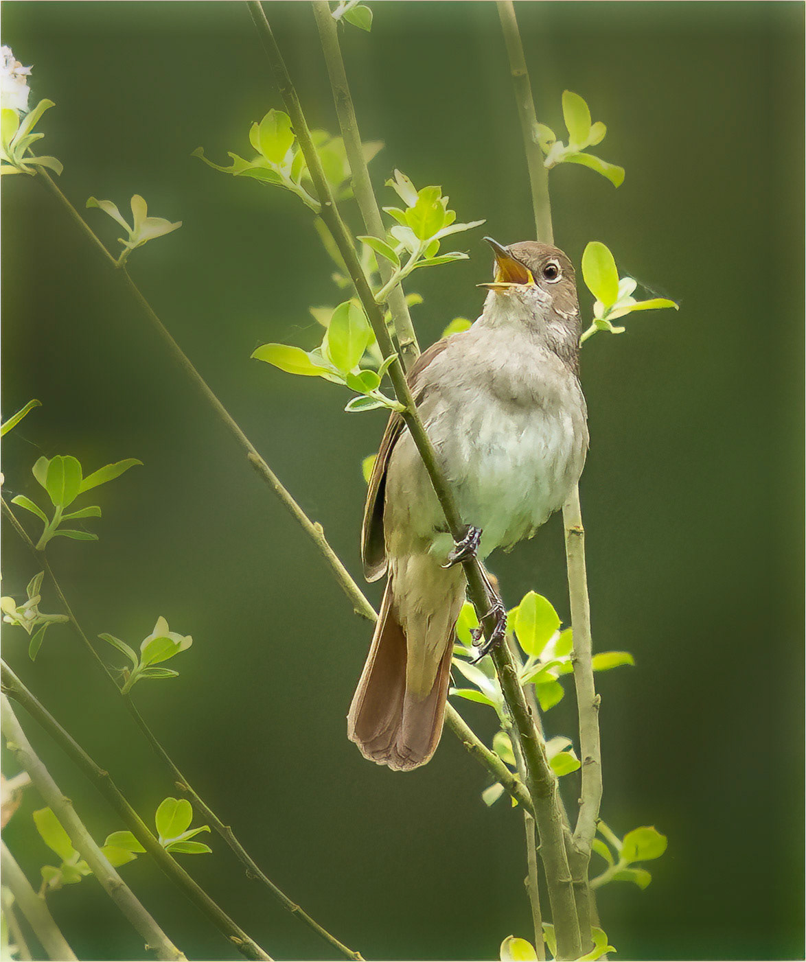 A Nightingale sang at Pulborough Brooks
