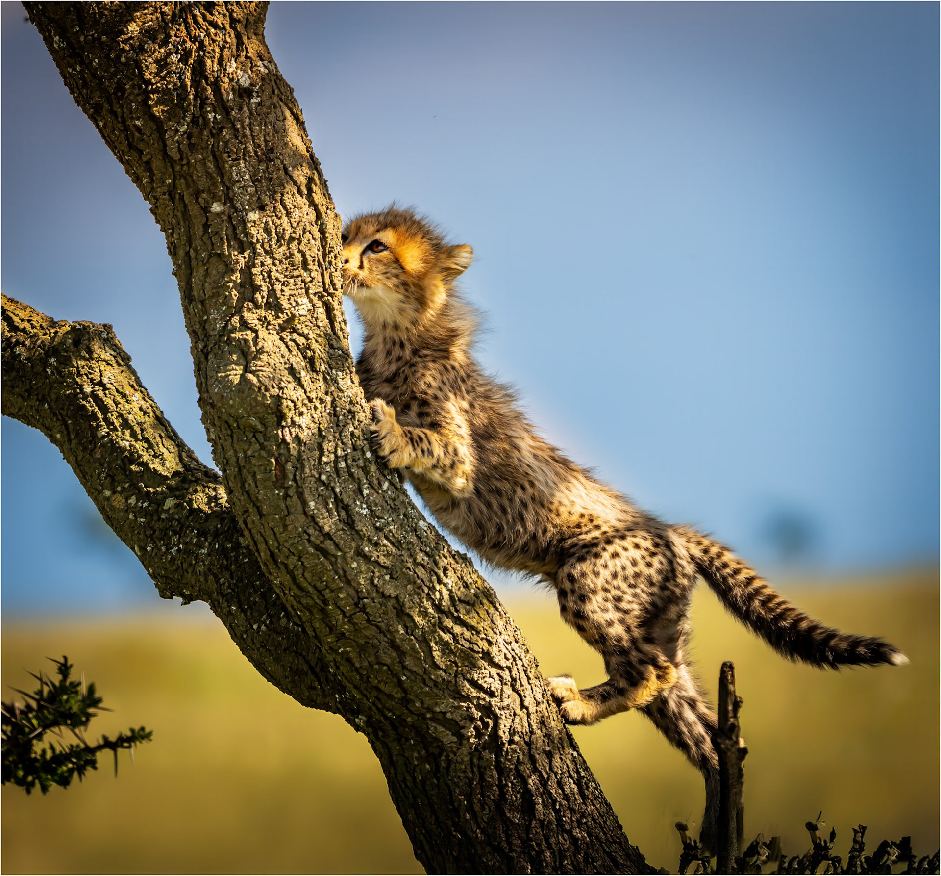 Learning to climb