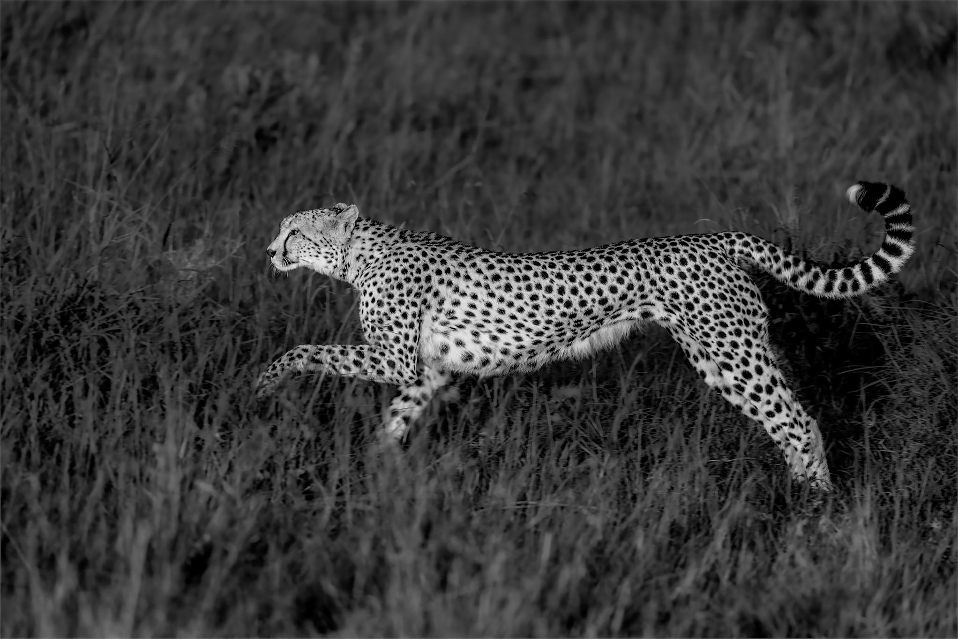 Cheetah stalking