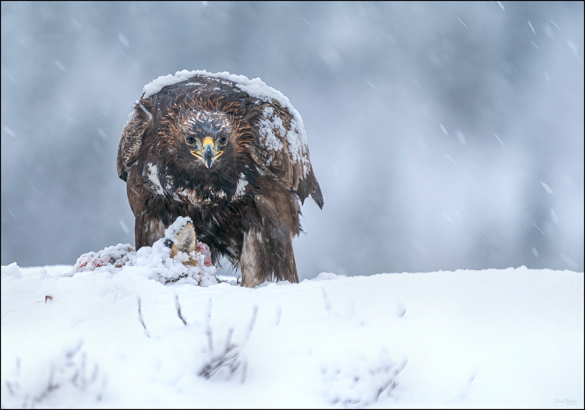 Golden Eagle
