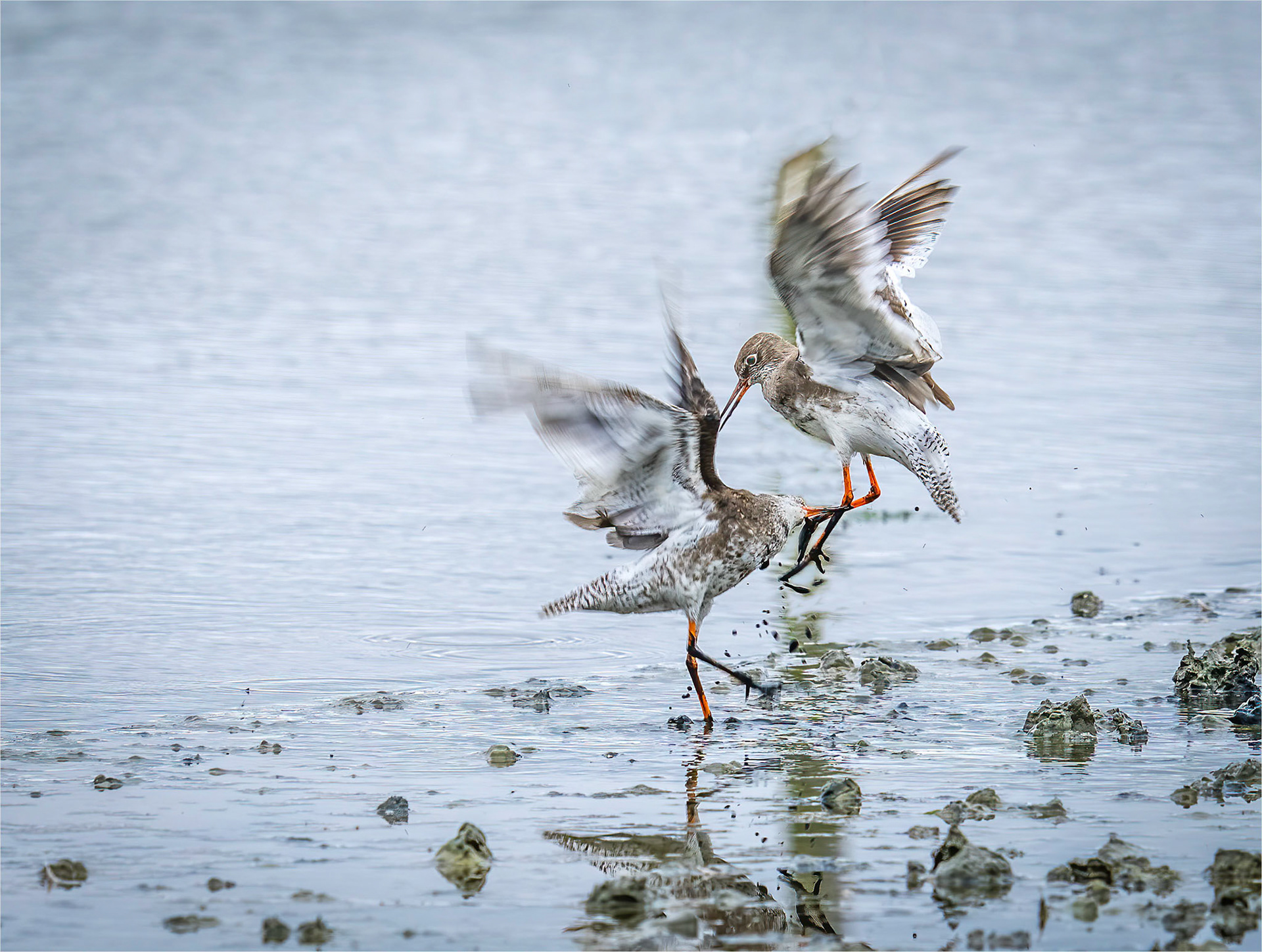 Argeing Redshanks