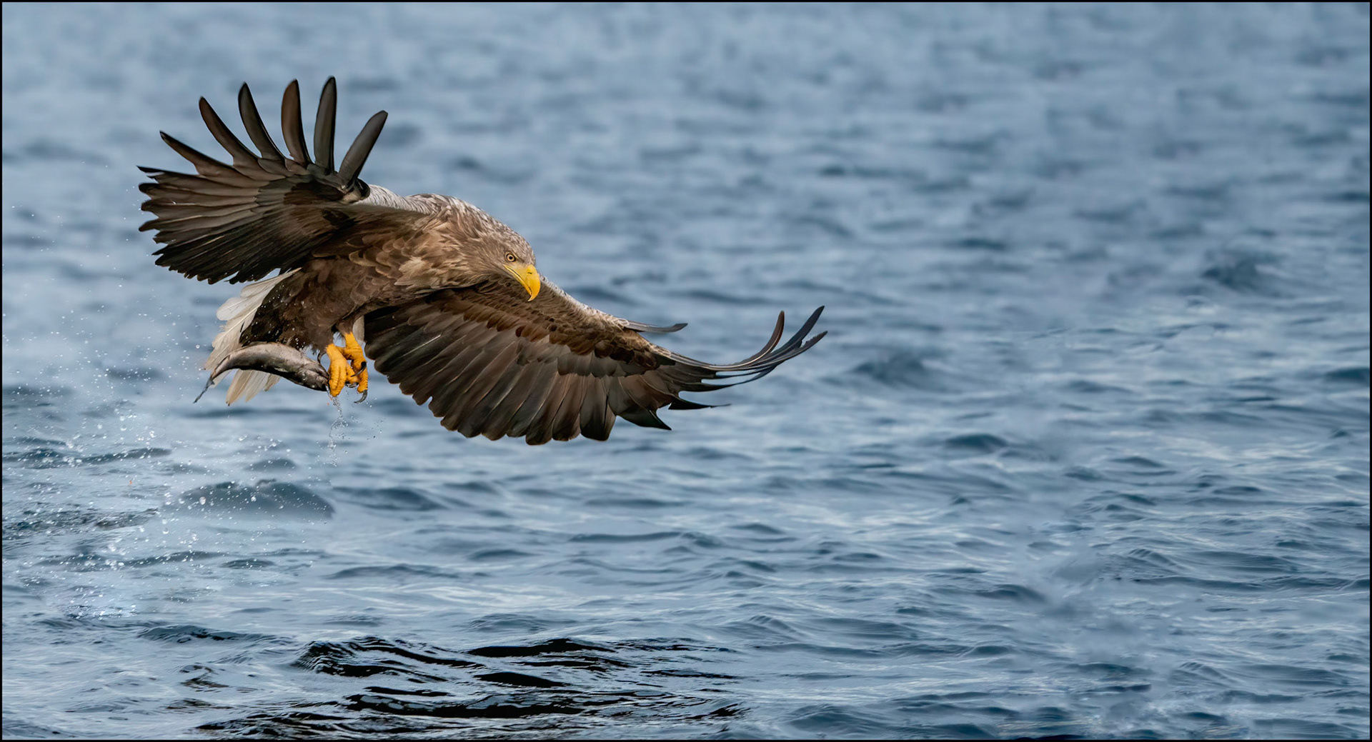 Sea Eagle