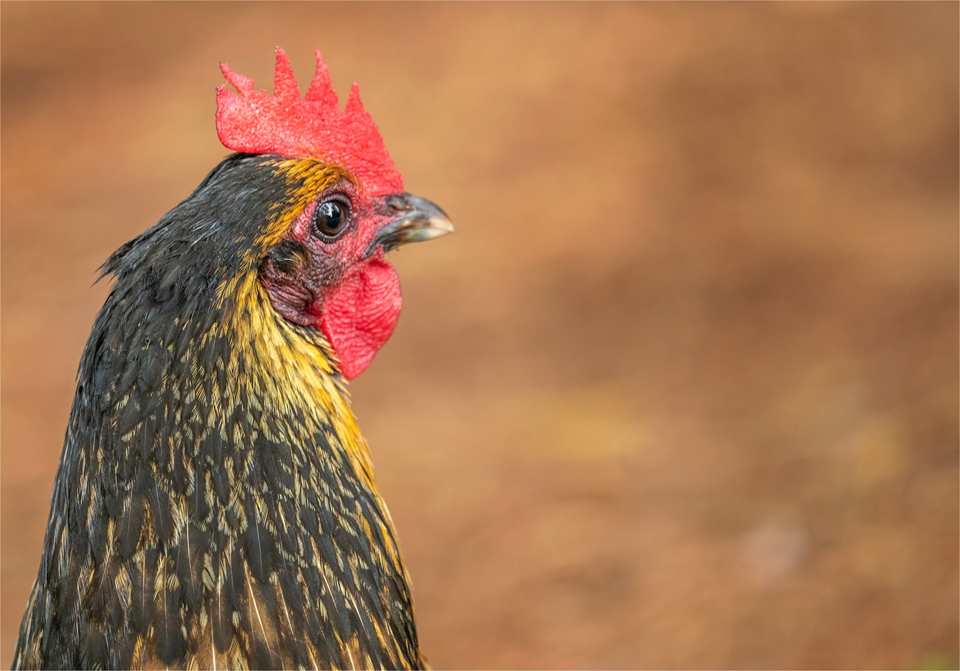 cockerel